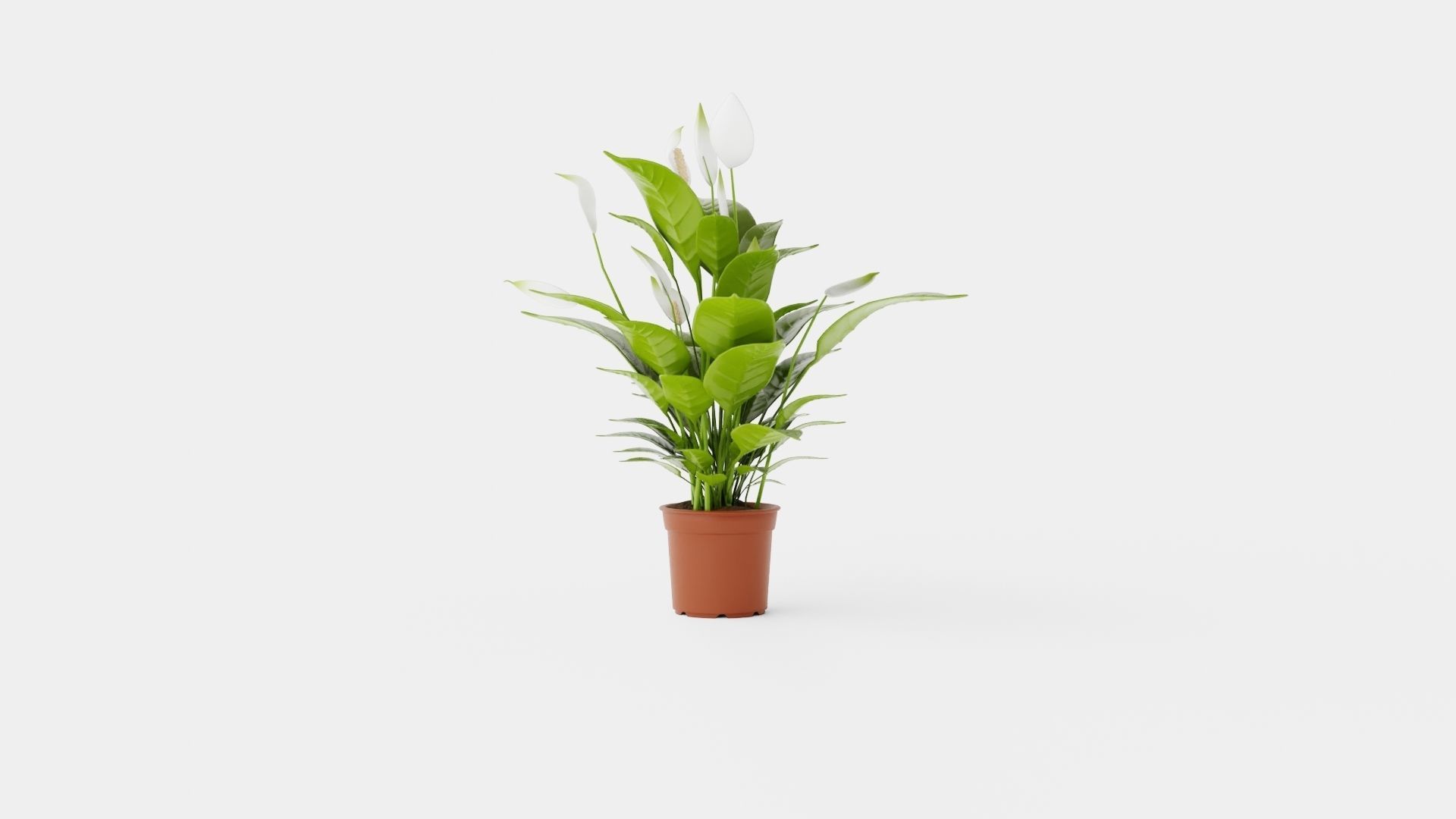 Spathiphyllum Verdi Low-poly 3D model_3