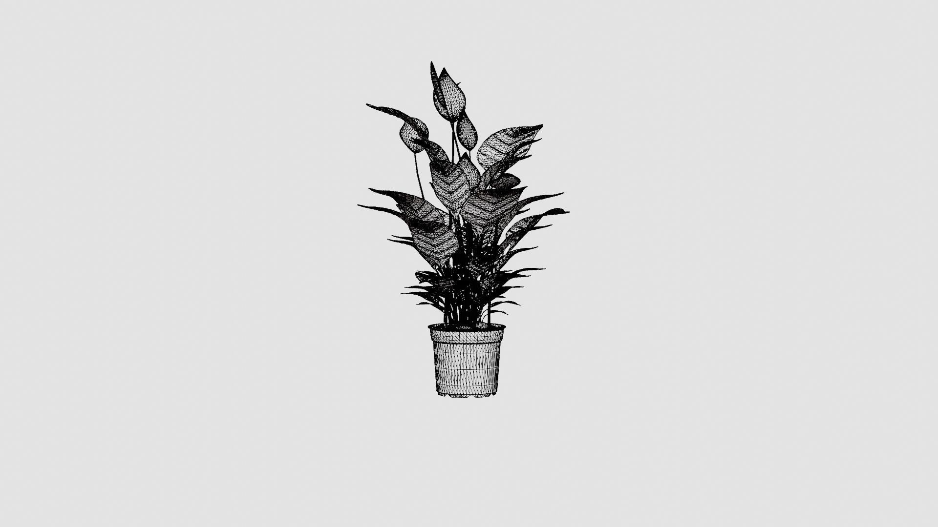 Spathiphyllum Verdi Low-poly 3D model_8