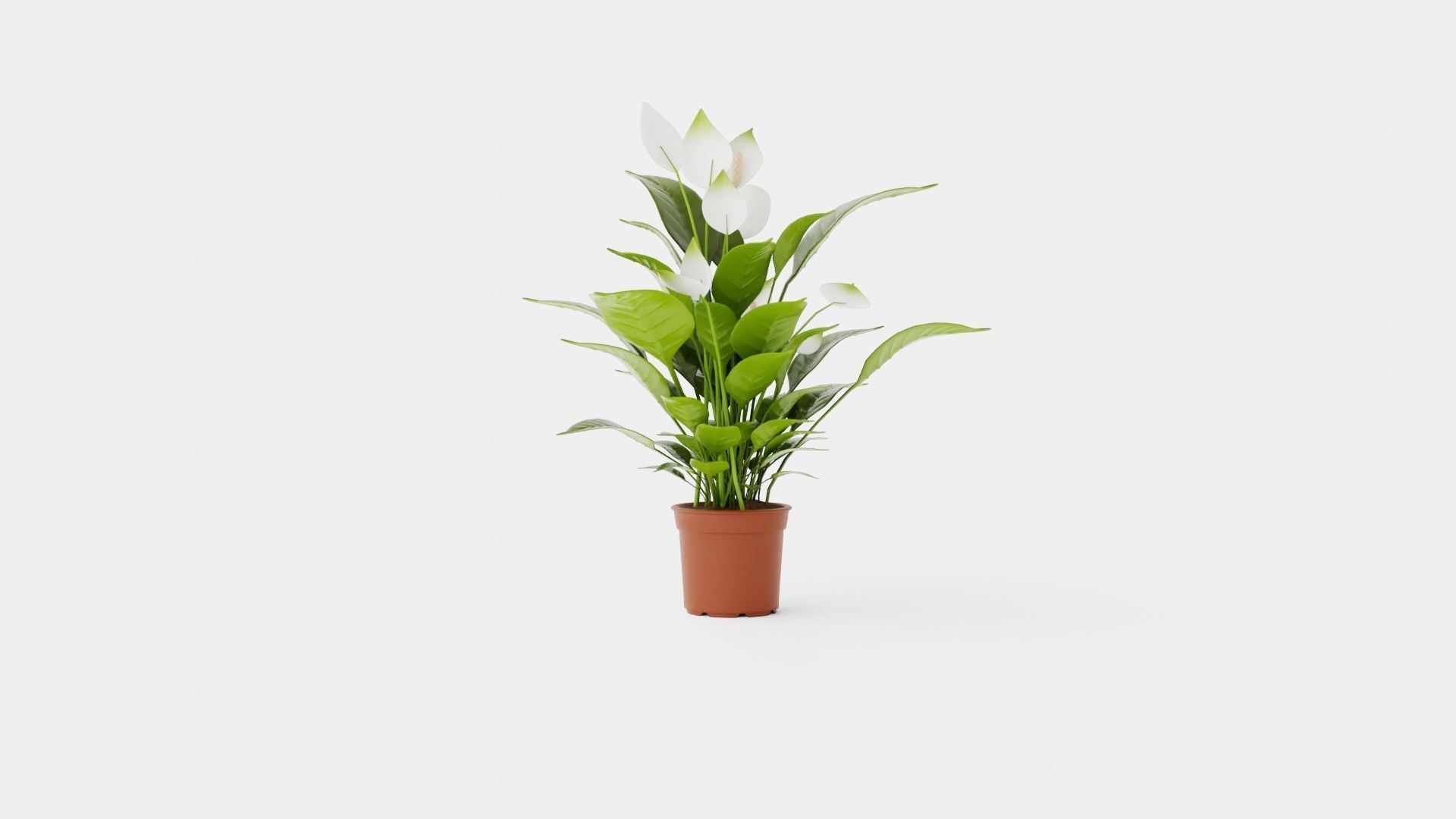 Spathiphyllum Verdi Low-poly 3D model_1