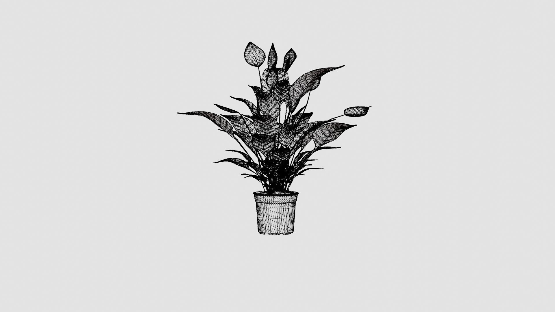 Spathiphyllum Verdi Low-poly 3D model_6