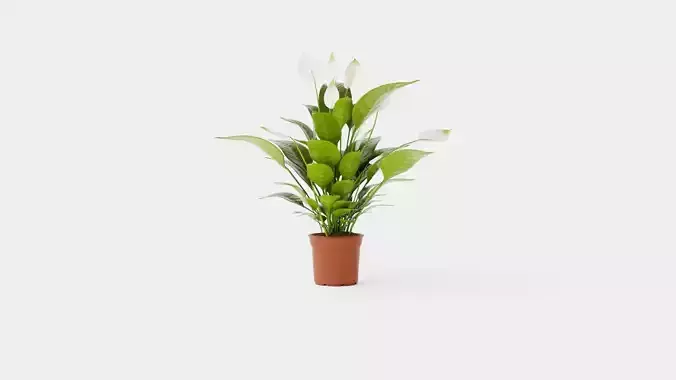 Spathiphyllum Verdi Low-poly 3D model