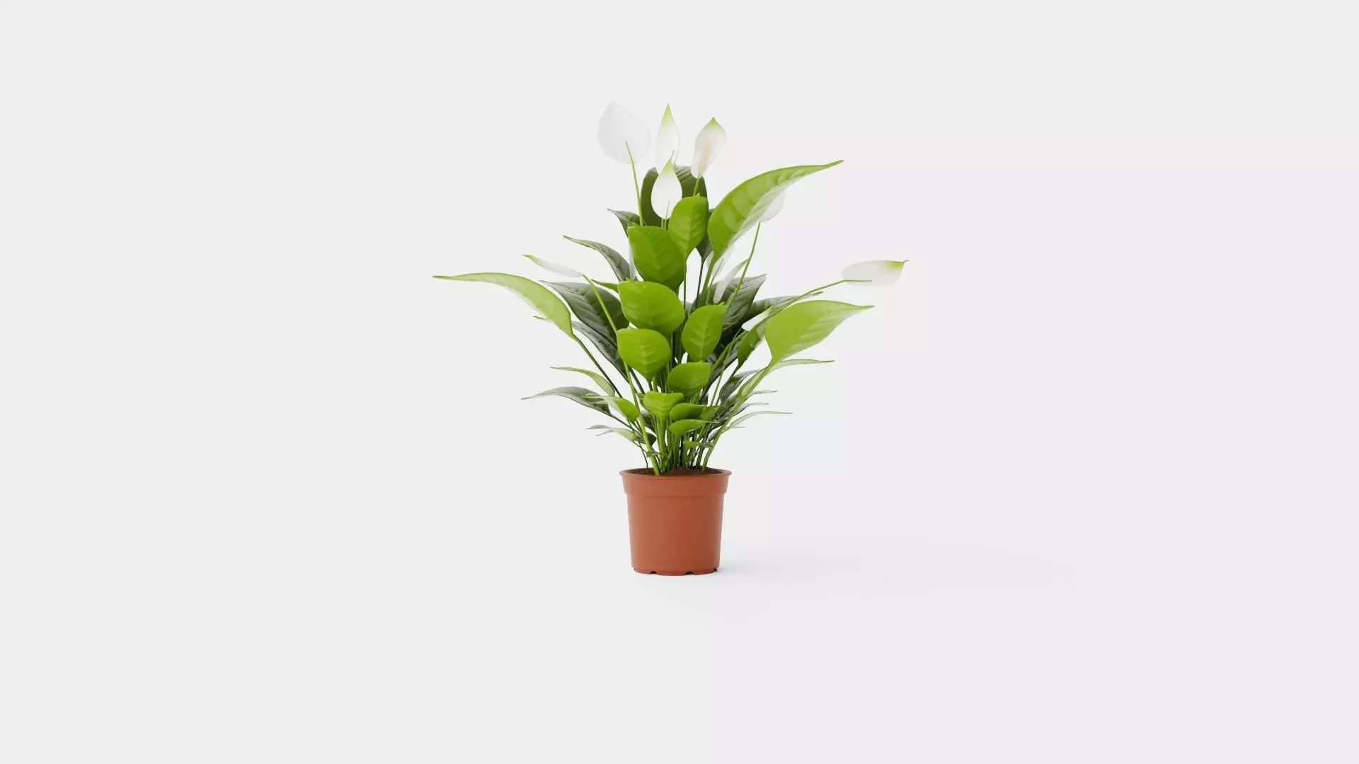 Spathiphyllum Verdi Low-poly 3D model_0