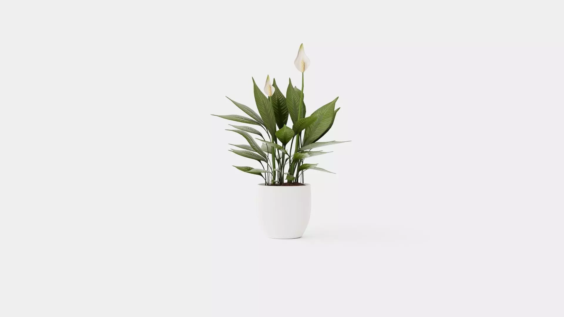 Spathiphyllum Torelli Low-poly 3D model_0