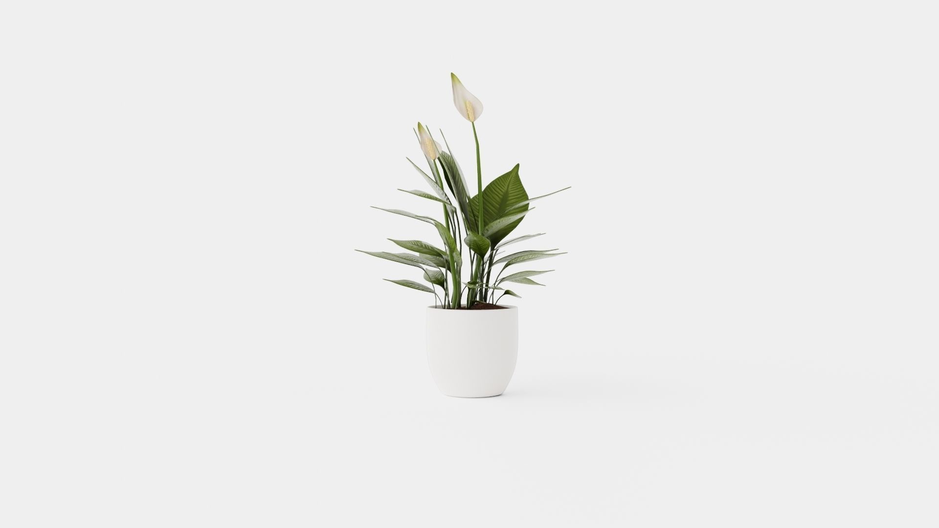 Spathiphyllum Torelli Low-poly 3D model_1