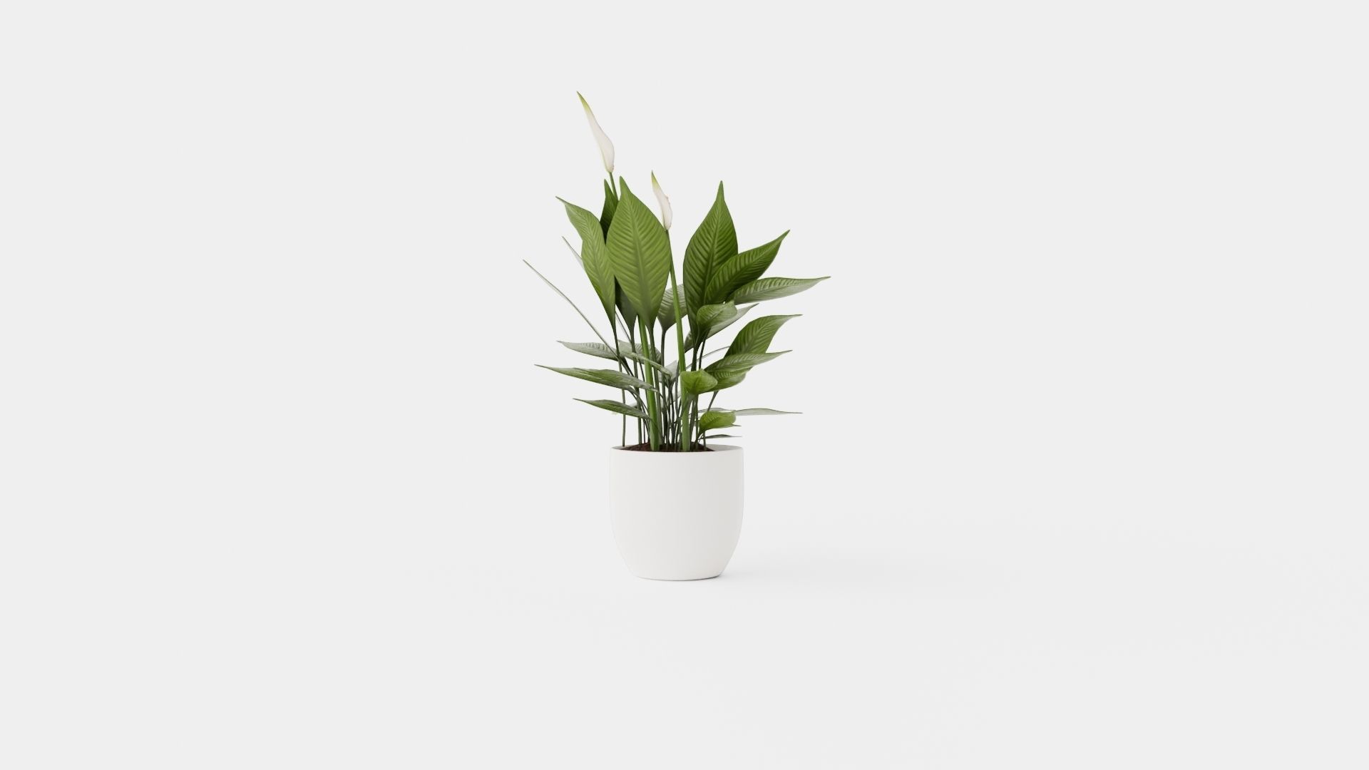 Spathiphyllum Torelli Low-poly 3D model_3