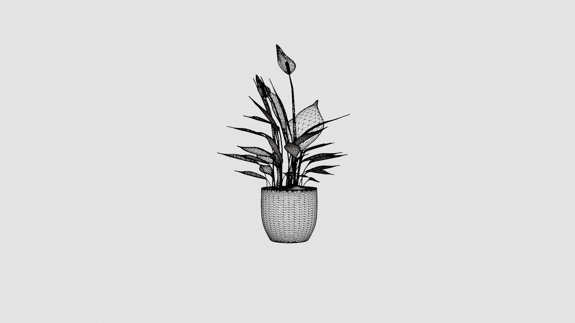 Spathiphyllum Torelli Low-poly 3D model_7