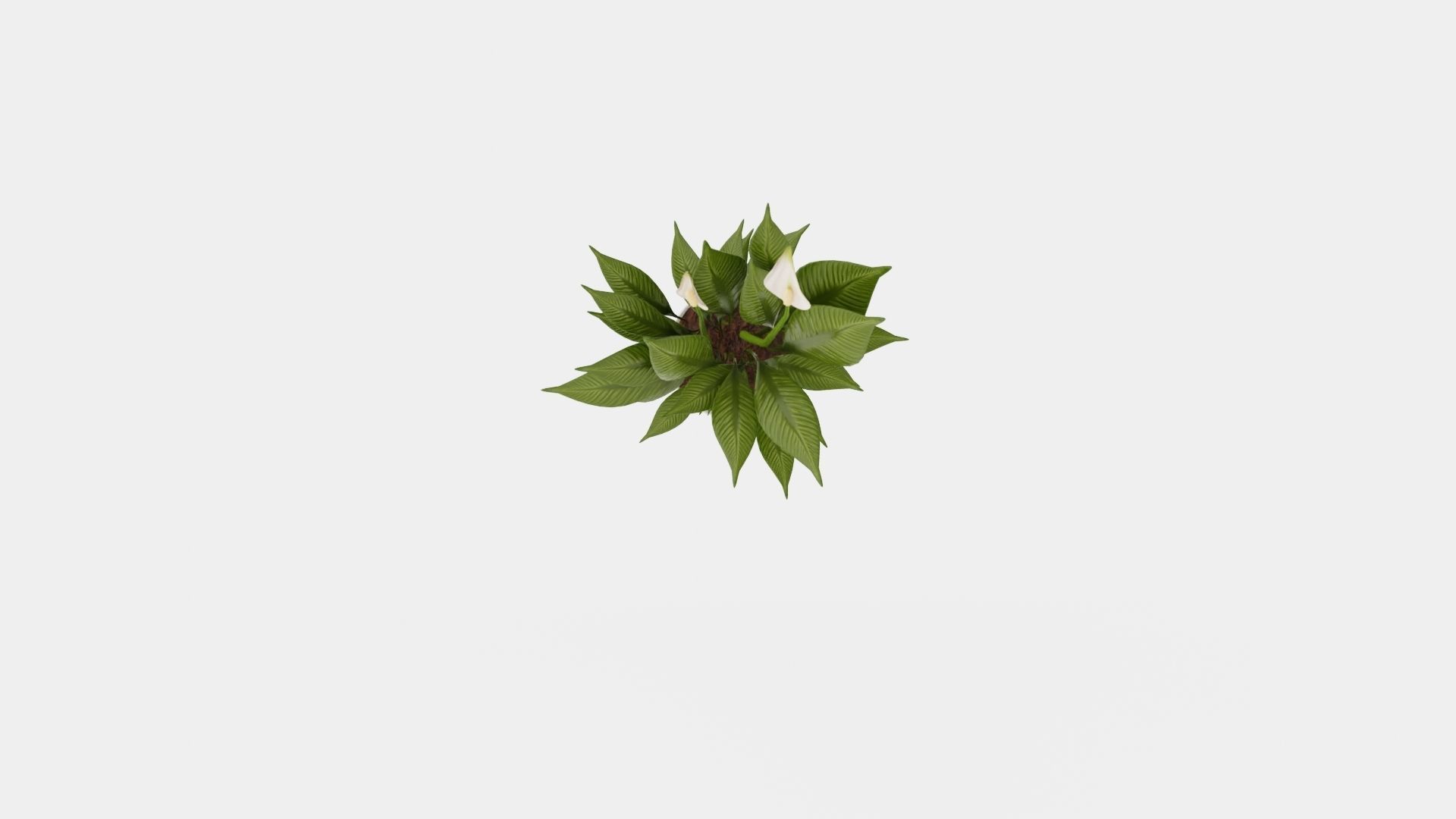 Spathiphyllum Torelli Low-poly 3D model_5