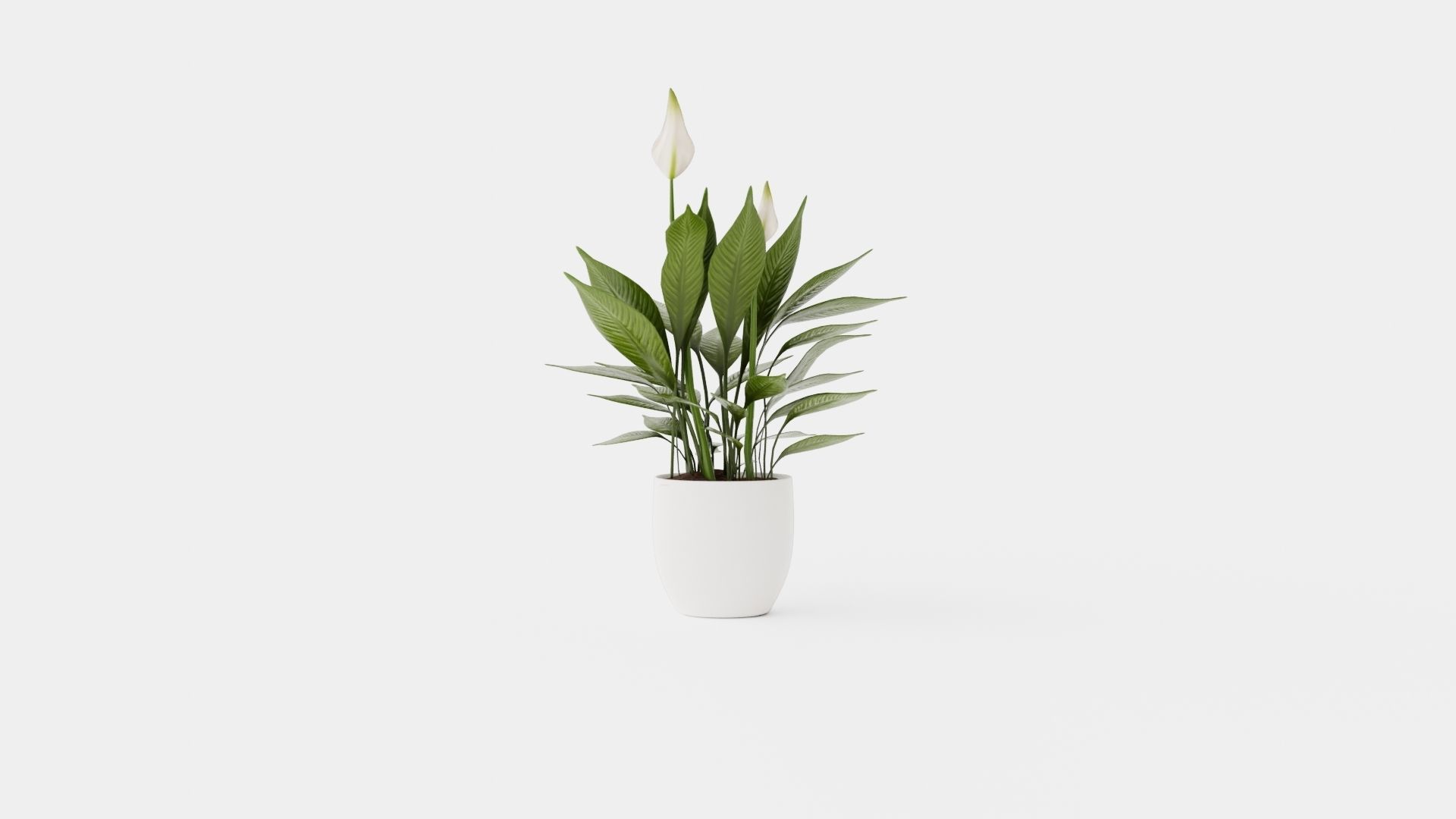 Spathiphyllum Torelli Low-poly 3D model_4