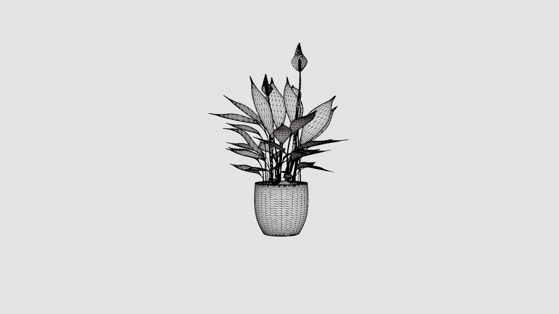 Spathiphyllum Torelli Low-poly 3D model_6