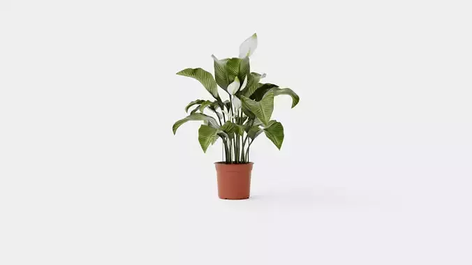Spathiphyllum Sw Lauretta Low-poly 3D model