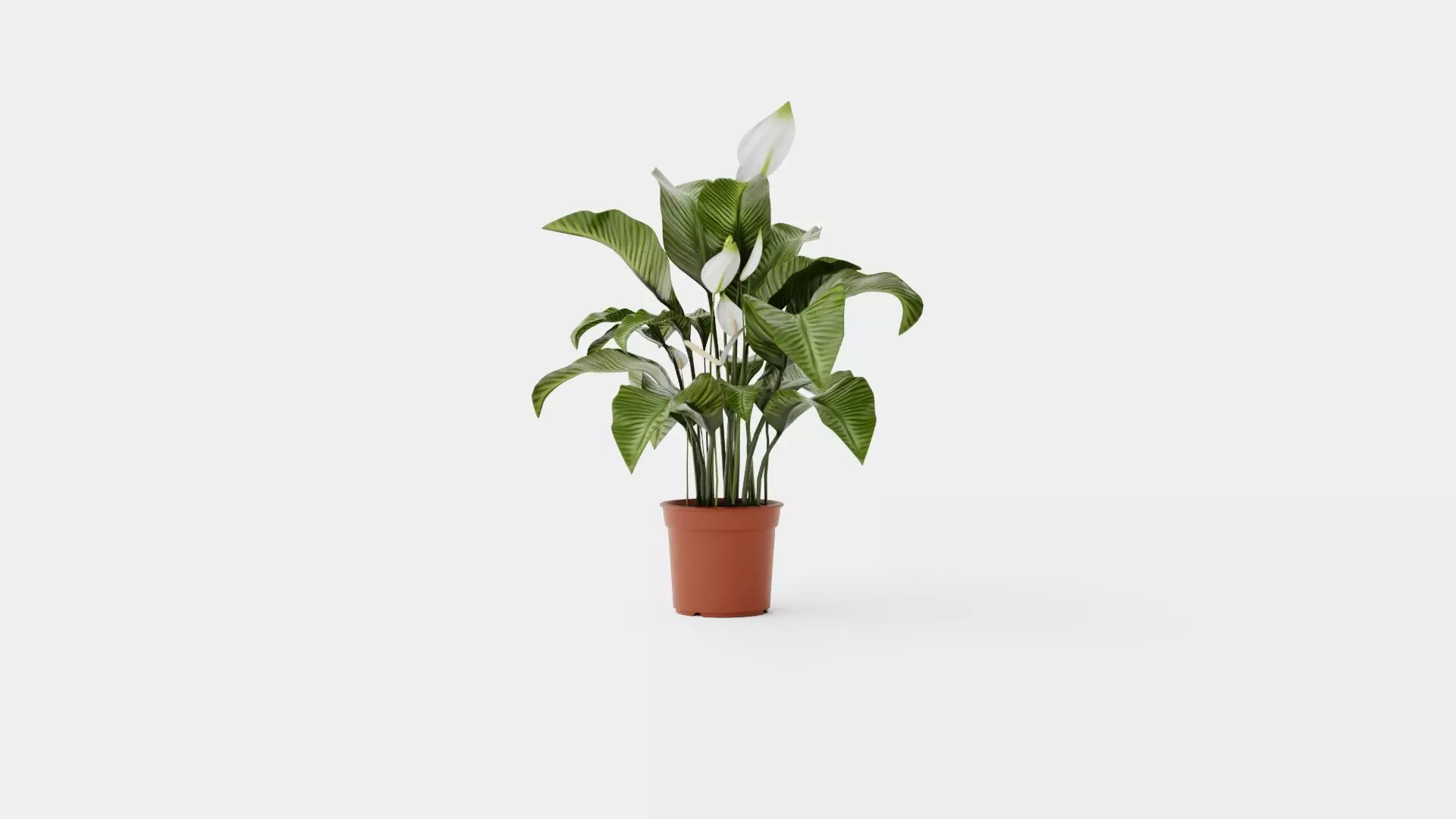 Spathiphyllum Sw Lauretta Low-poly 3D model_0
