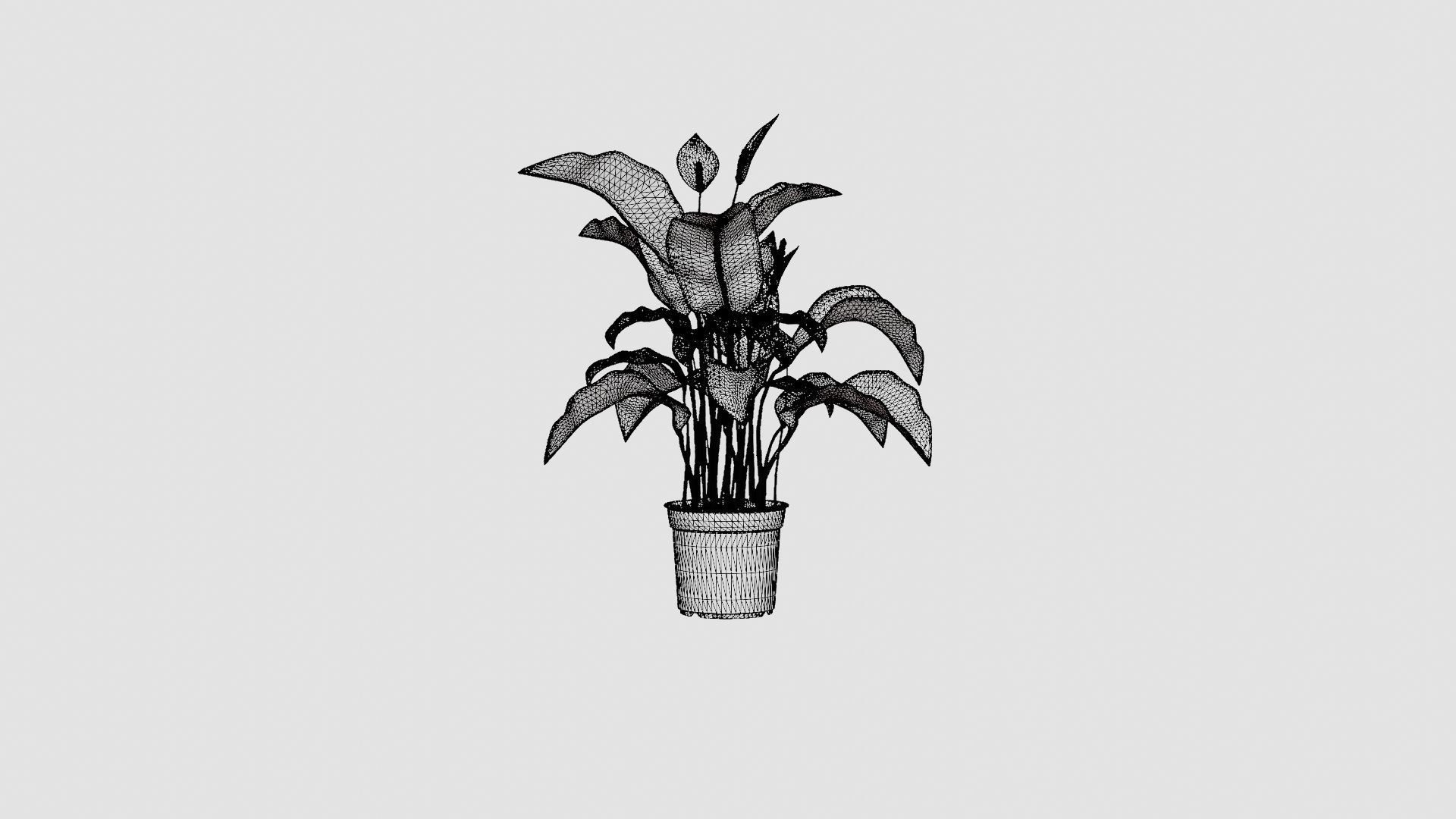 Spathiphyllum Sw Lauretta Low-poly 3D model_8