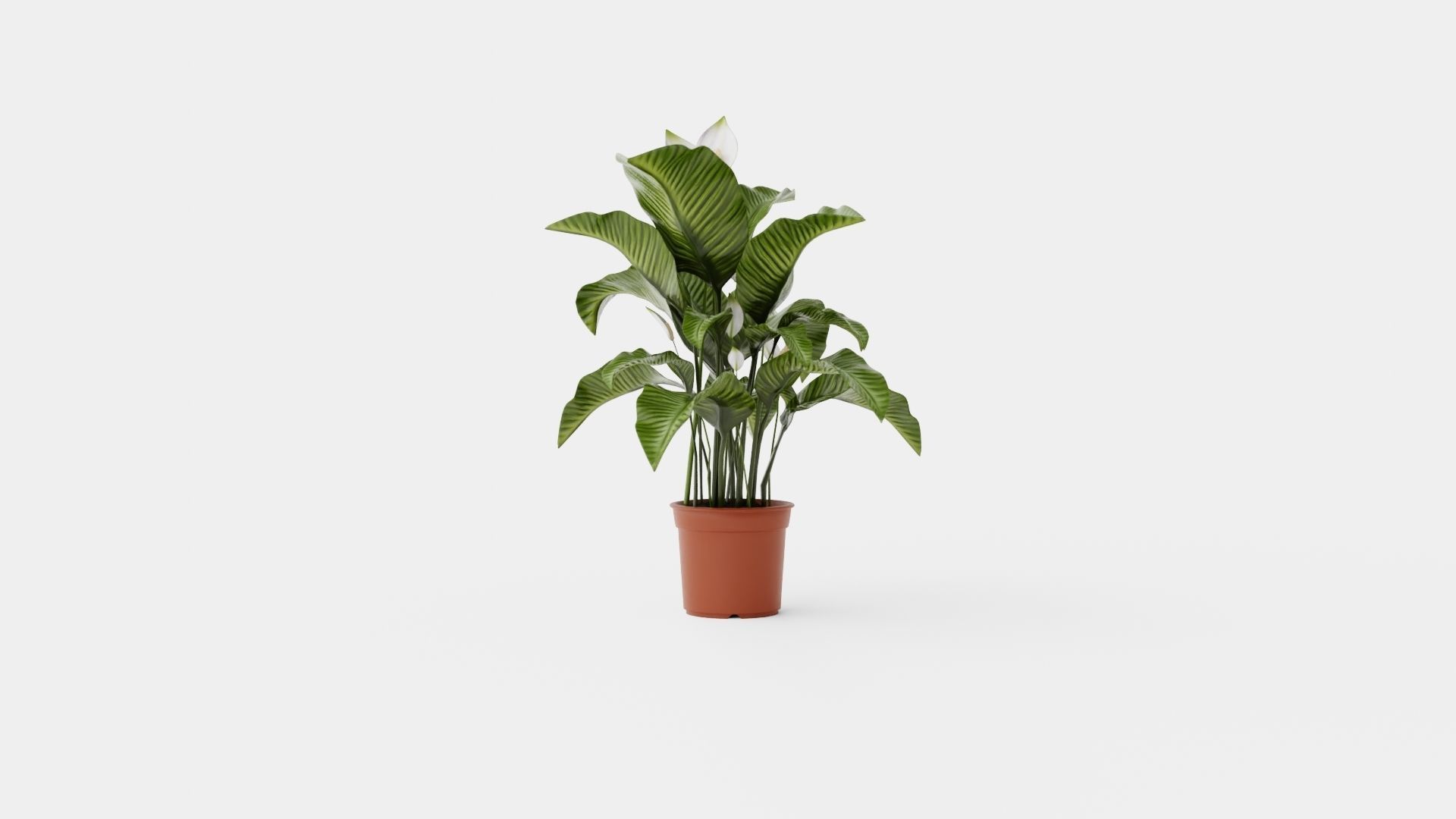 Spathiphyllum Sw Lauretta Low-poly 3D model_3