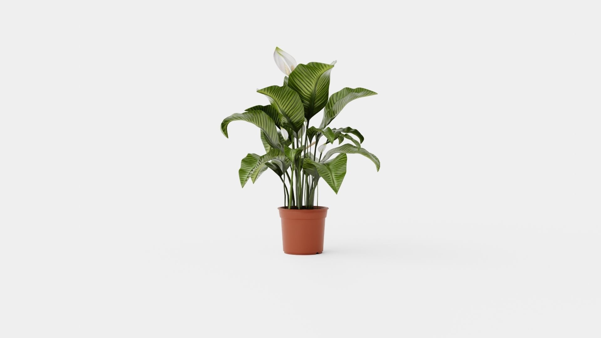 Spathiphyllum Sw Lauretta Low-poly 3D model_4