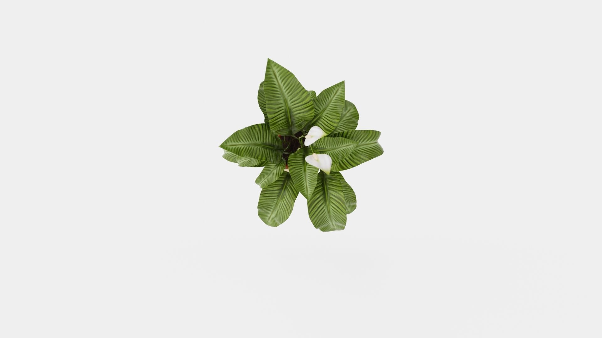 Spathiphyllum Sw Lauretta Low-poly 3D model_5