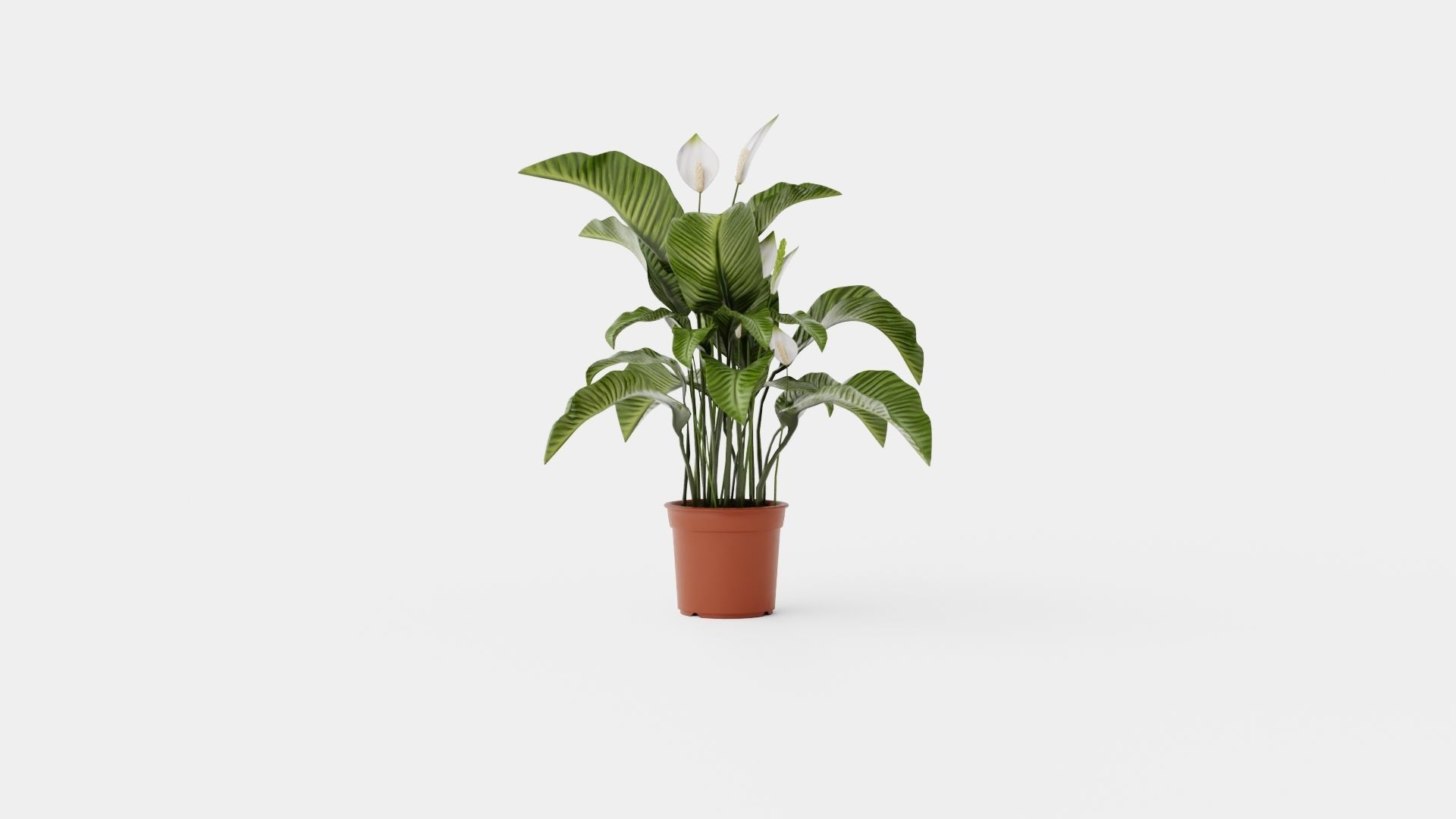 Spathiphyllum Sw Lauretta Low-poly 3D model_2
