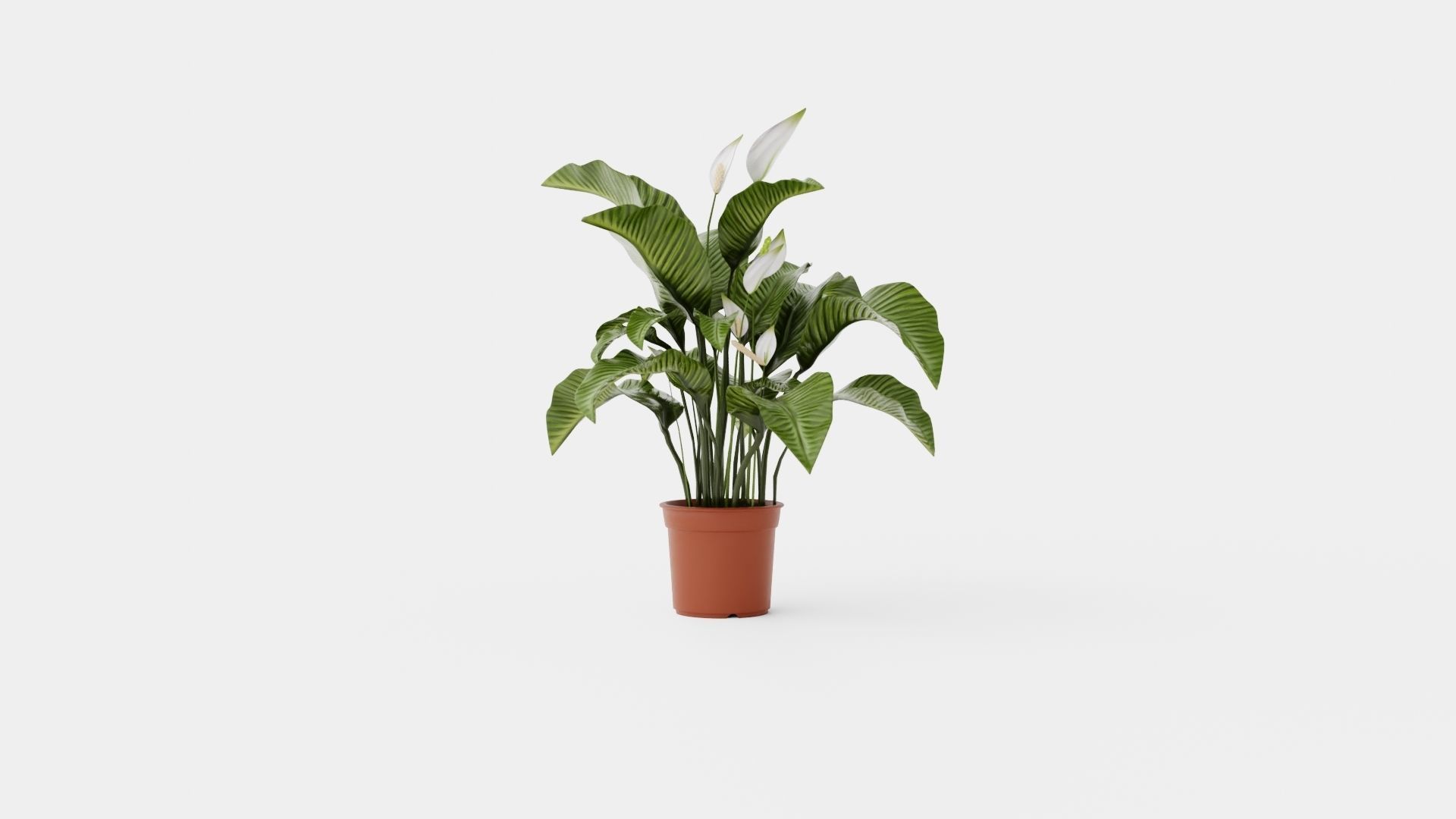 Spathiphyllum Sw Lauretta Low-poly 3D model_1
