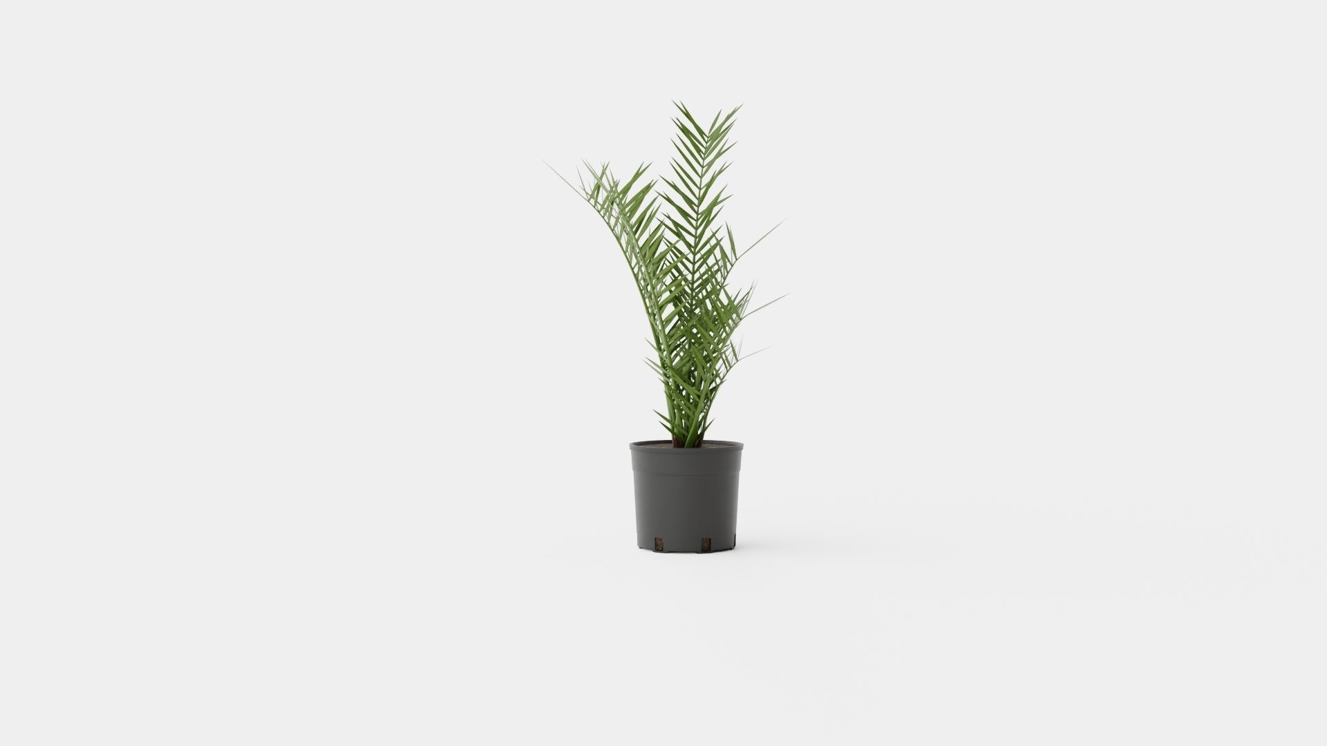 Phoenix canariensis Low-poly 3D model_2