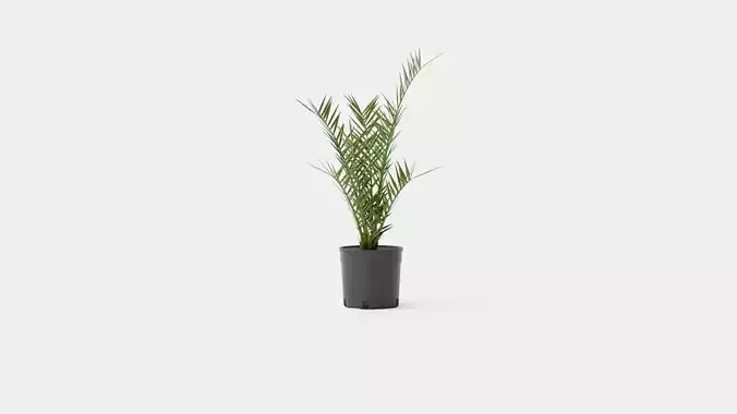 Phoenix canariensis Low-poly 3D model