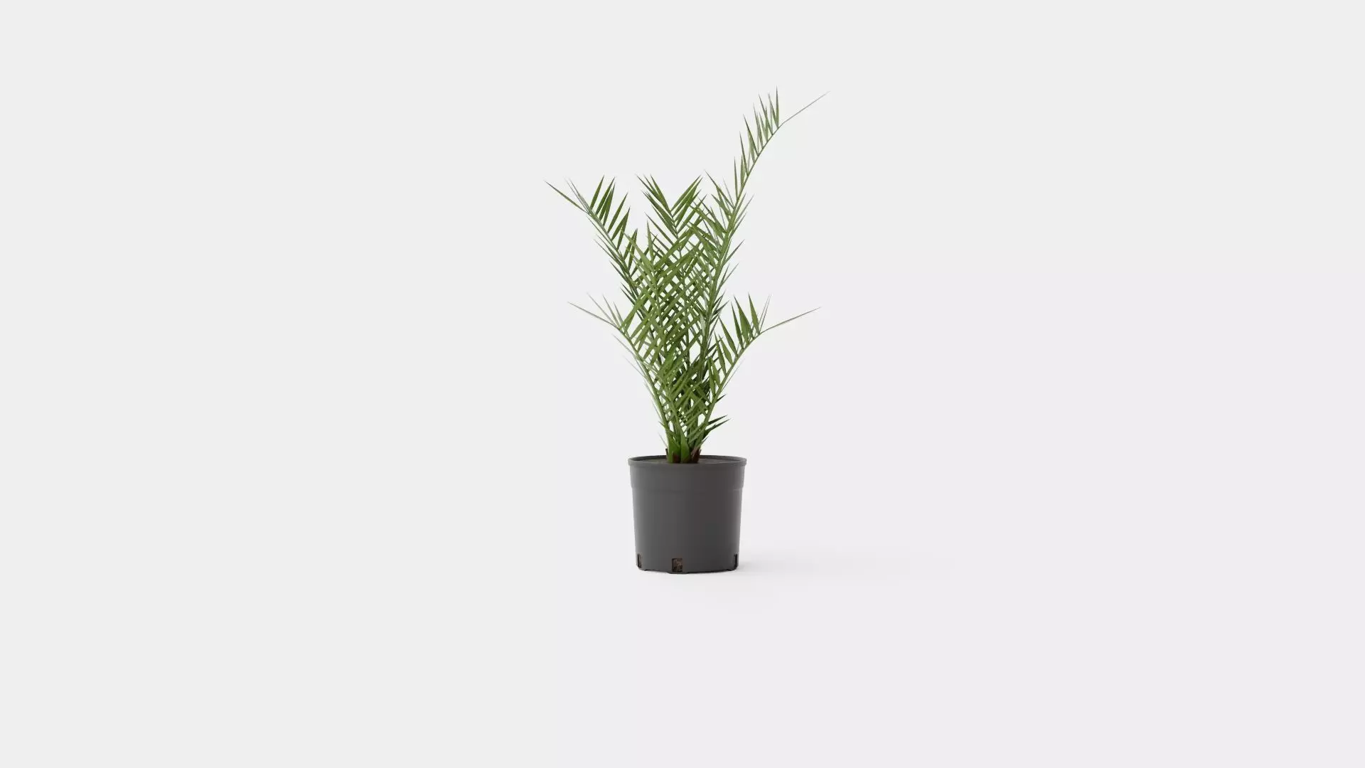Phoenix canariensis Low-poly 3D model_0