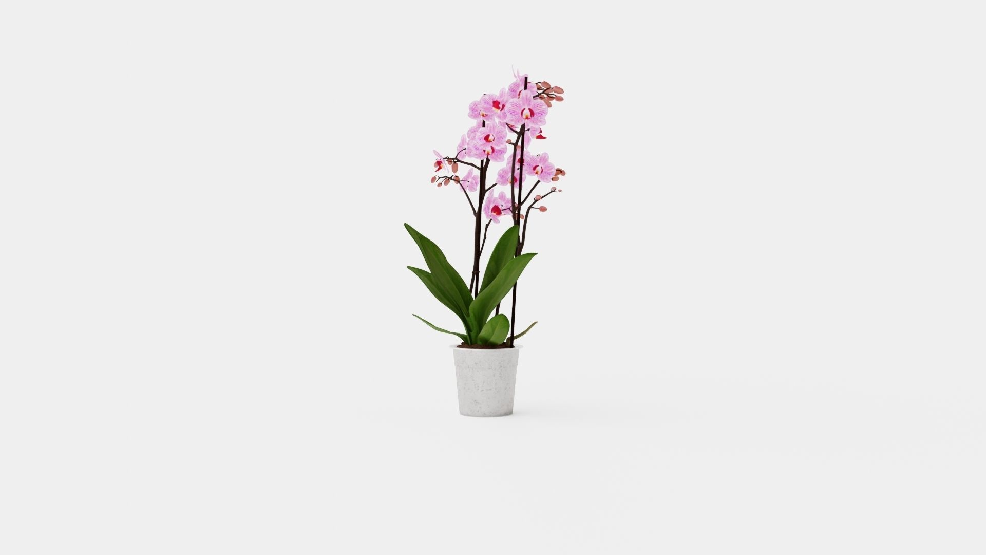 Phalaenopsis seasonal 2 branch 22 mini flowers mix Low-poly 3D model_3