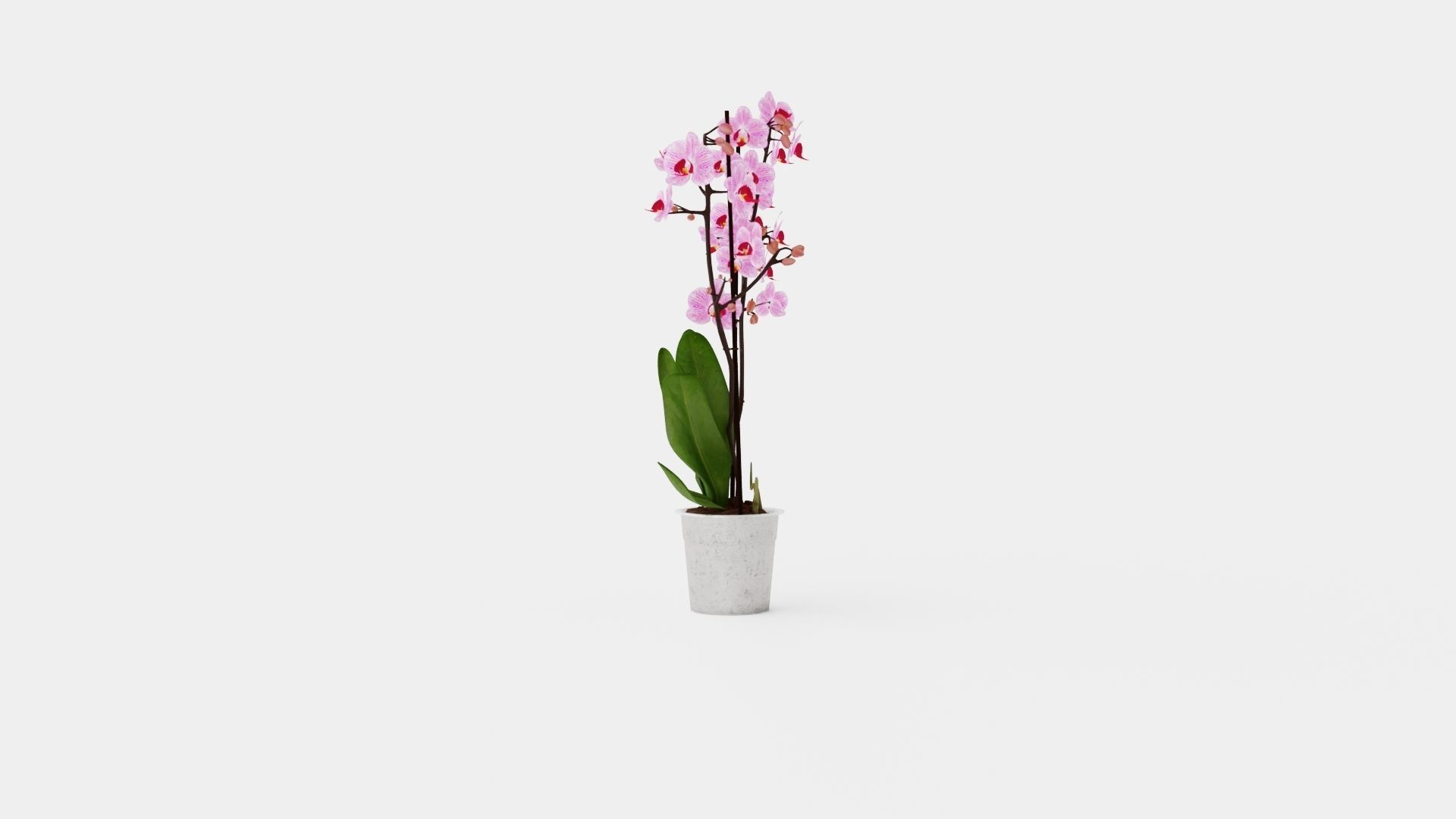 Phalaenopsis seasonal 2 branch 22 mini flowers mix Low-poly 3D model_2