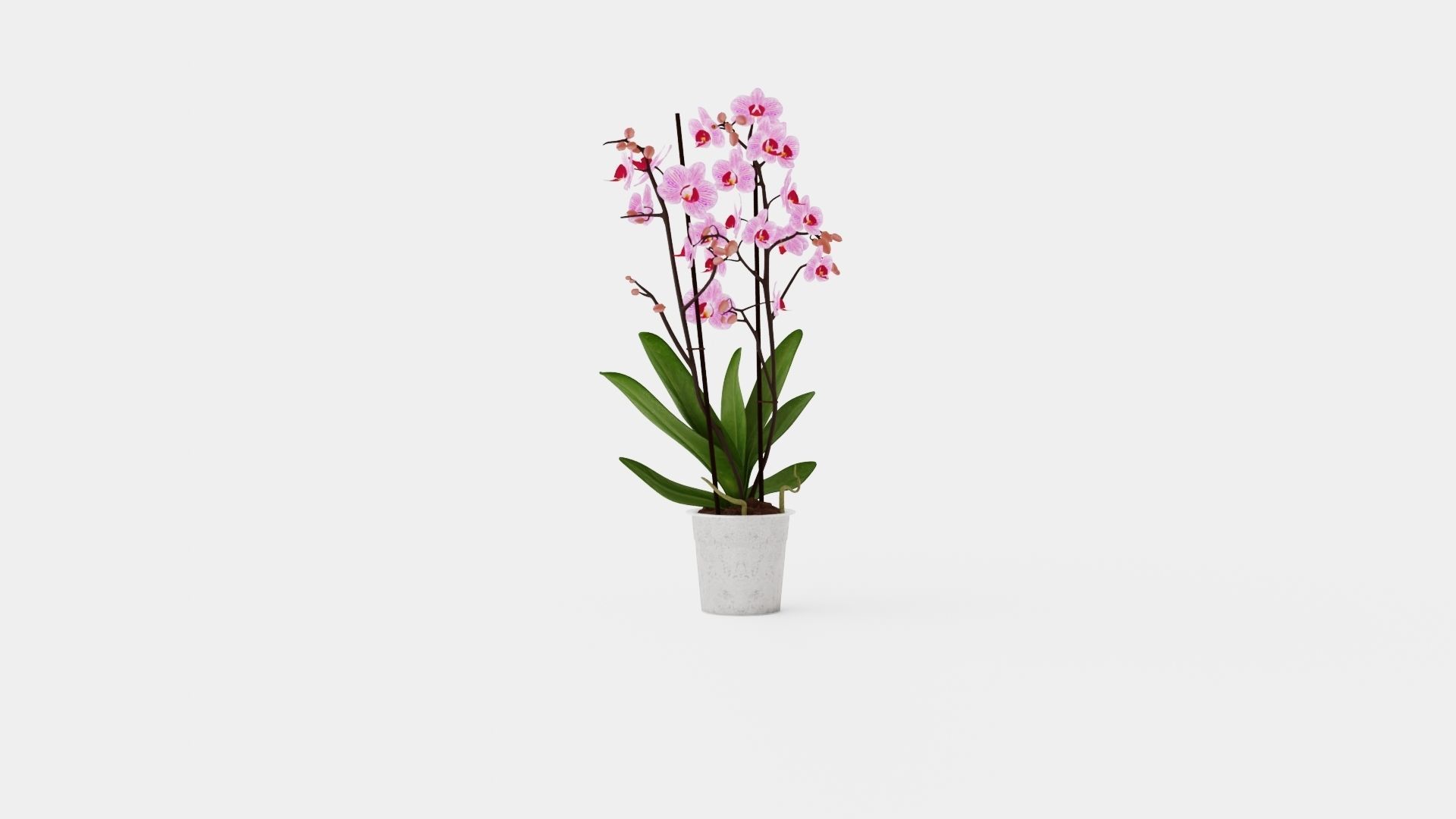 Phalaenopsis seasonal 2 branch 22 mini flowers mix Low-poly 3D model_1