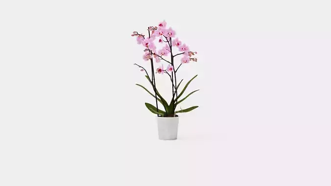 Phalaenopsis seasonal 2 branch 22 mini flowers mix Low-poly 3D model