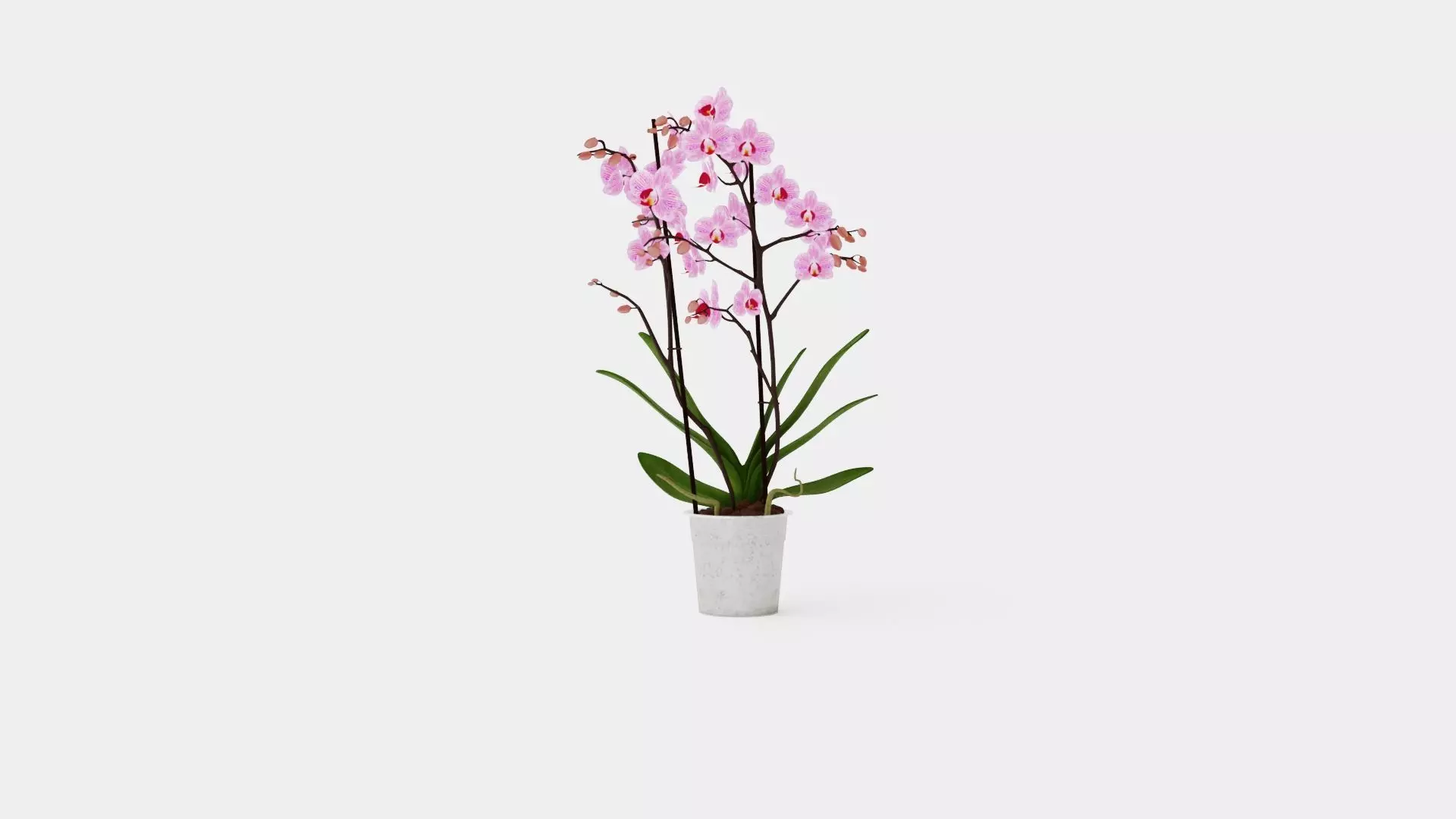 Phalaenopsis seasonal 2 branch 22 mini flowers mix Low-poly 3D model_0
