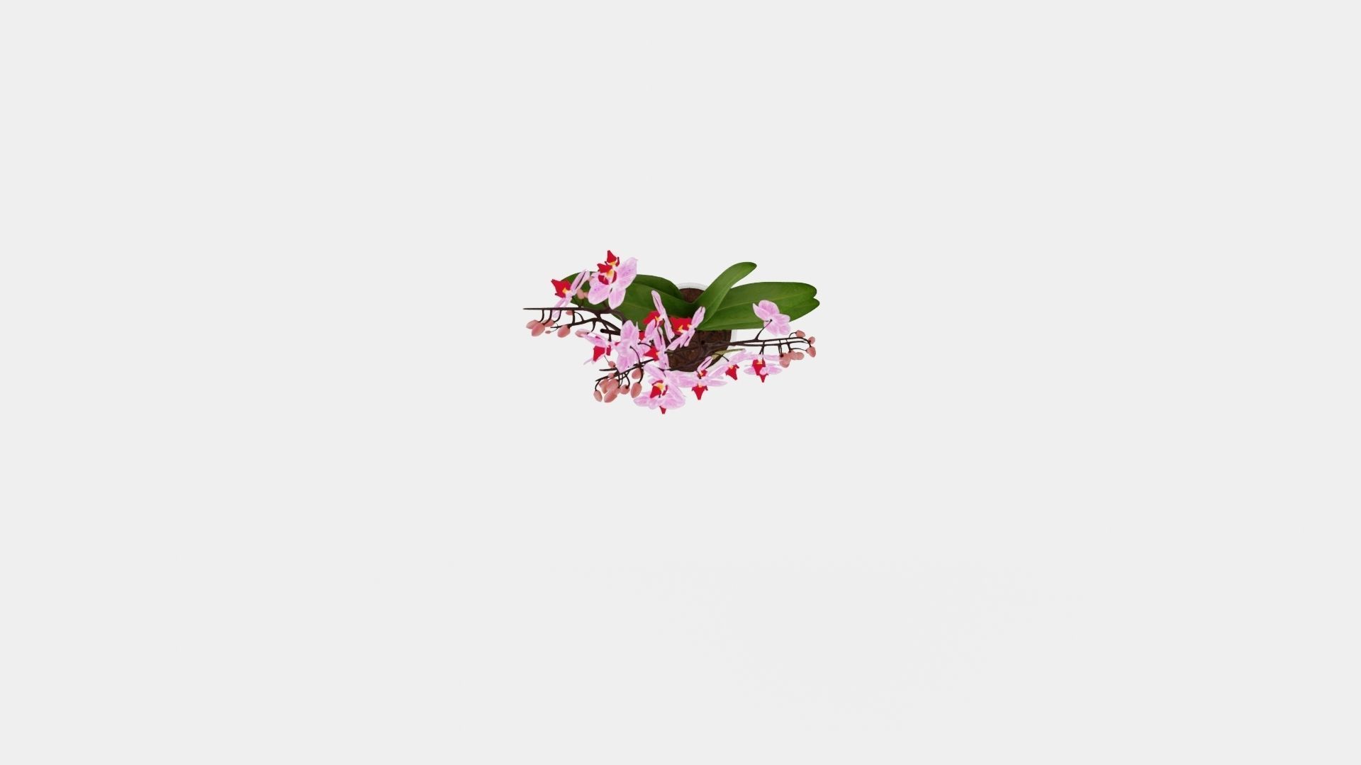 Phalaenopsis seasonal 2 branch 22 mini flowers mix Low-poly 3D model_5