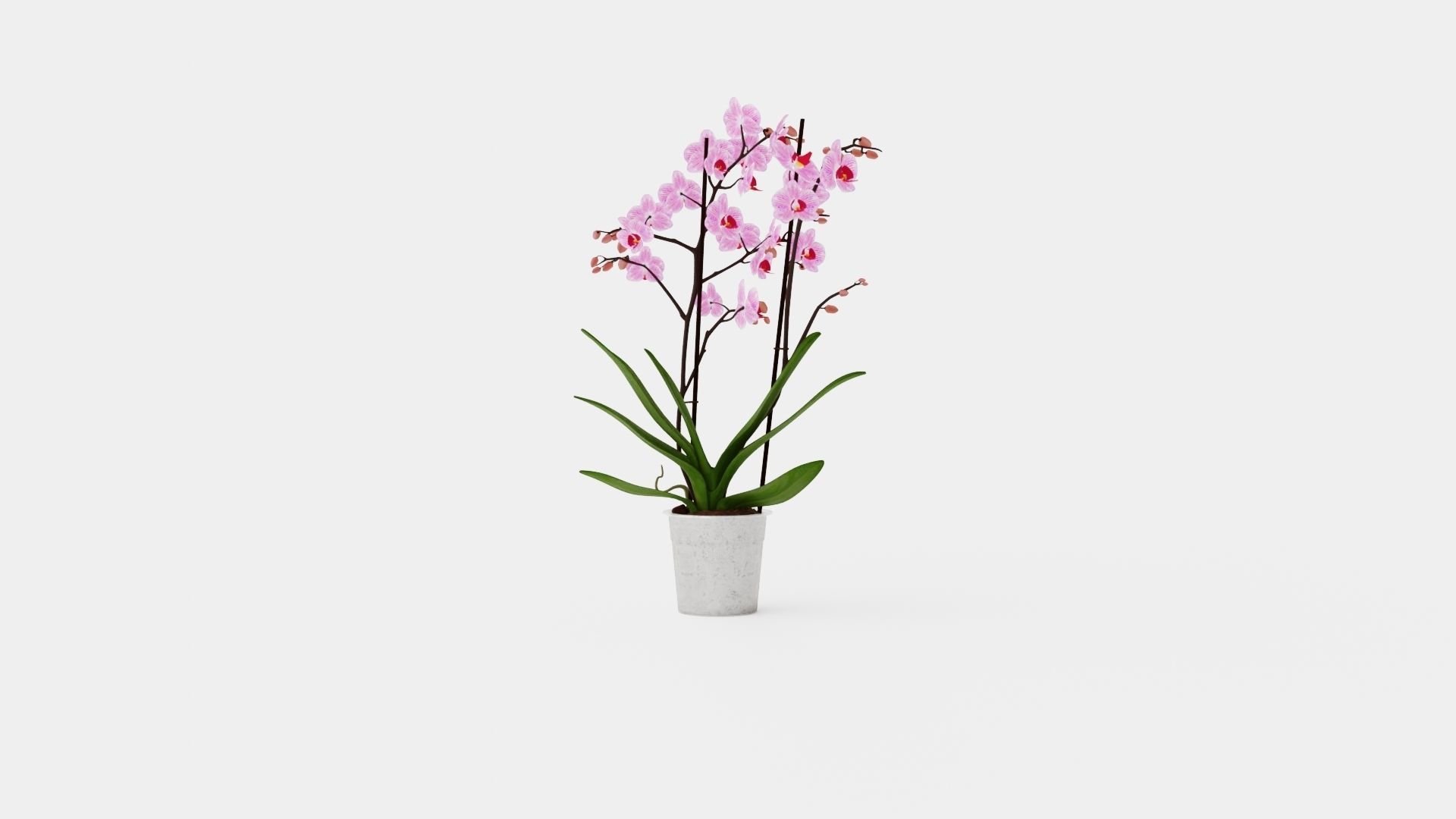 Phalaenopsis seasonal 2 branch 22 mini flowers mix Low-poly 3D model_4