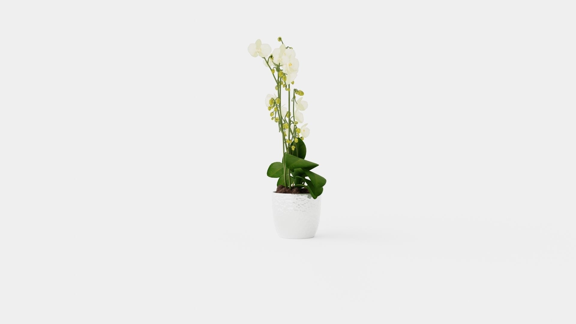 Phalaenopsis hybrid Wild White Low-poly 3D model_2