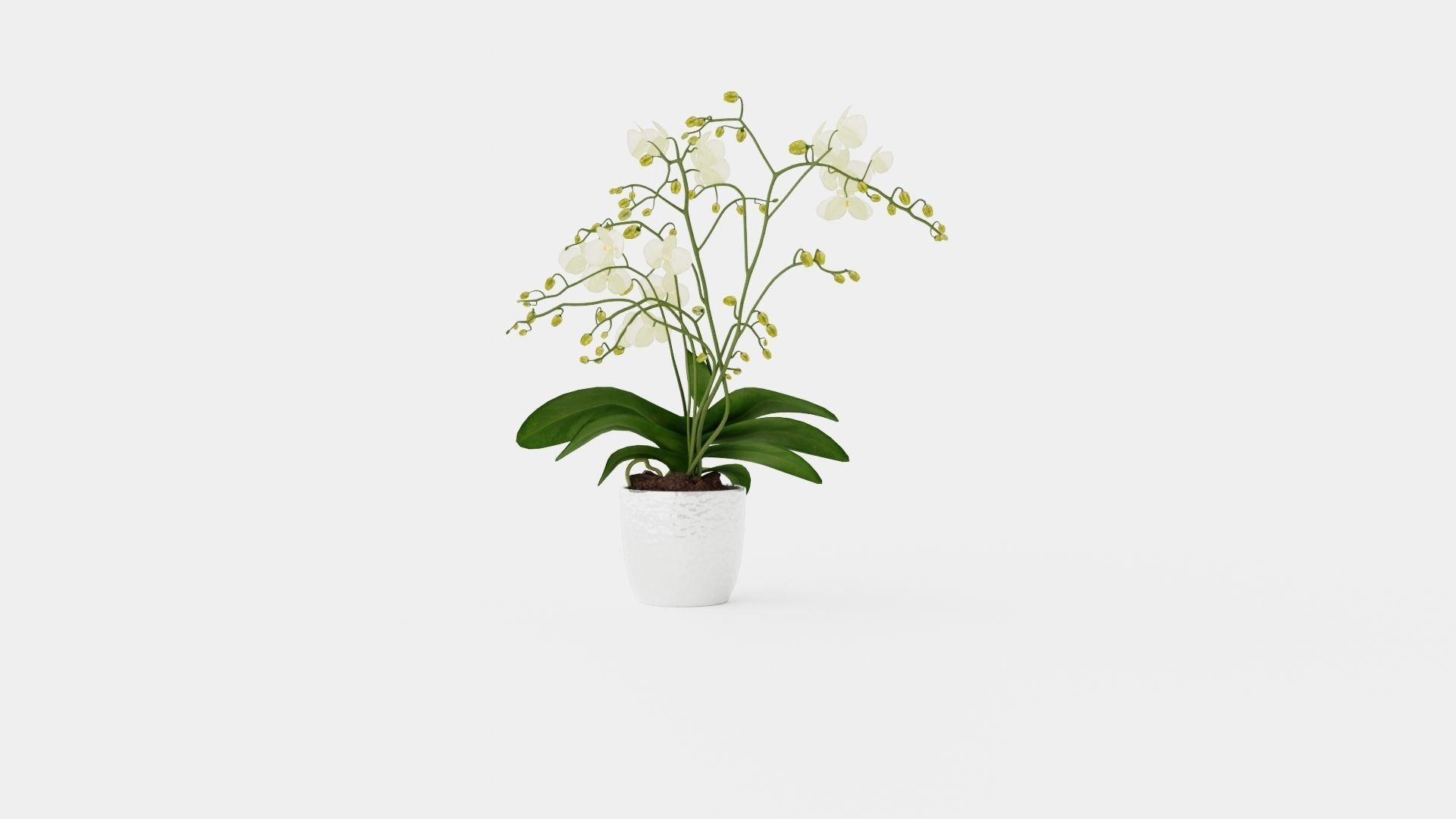 Phalaenopsis hybrid Wild White Low-poly 3D model_4