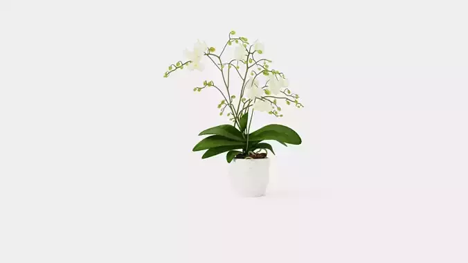 Phalaenopsis hybrid Wild White Low-poly 3D model