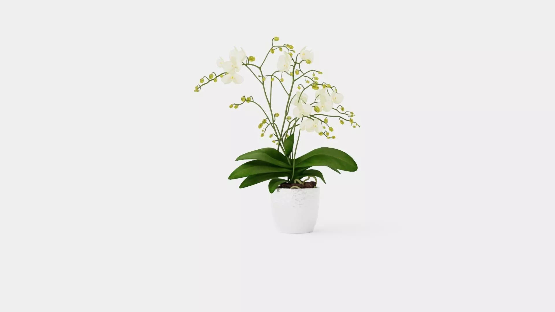 Phalaenopsis hybrid Wild White Low-poly 3D model_0