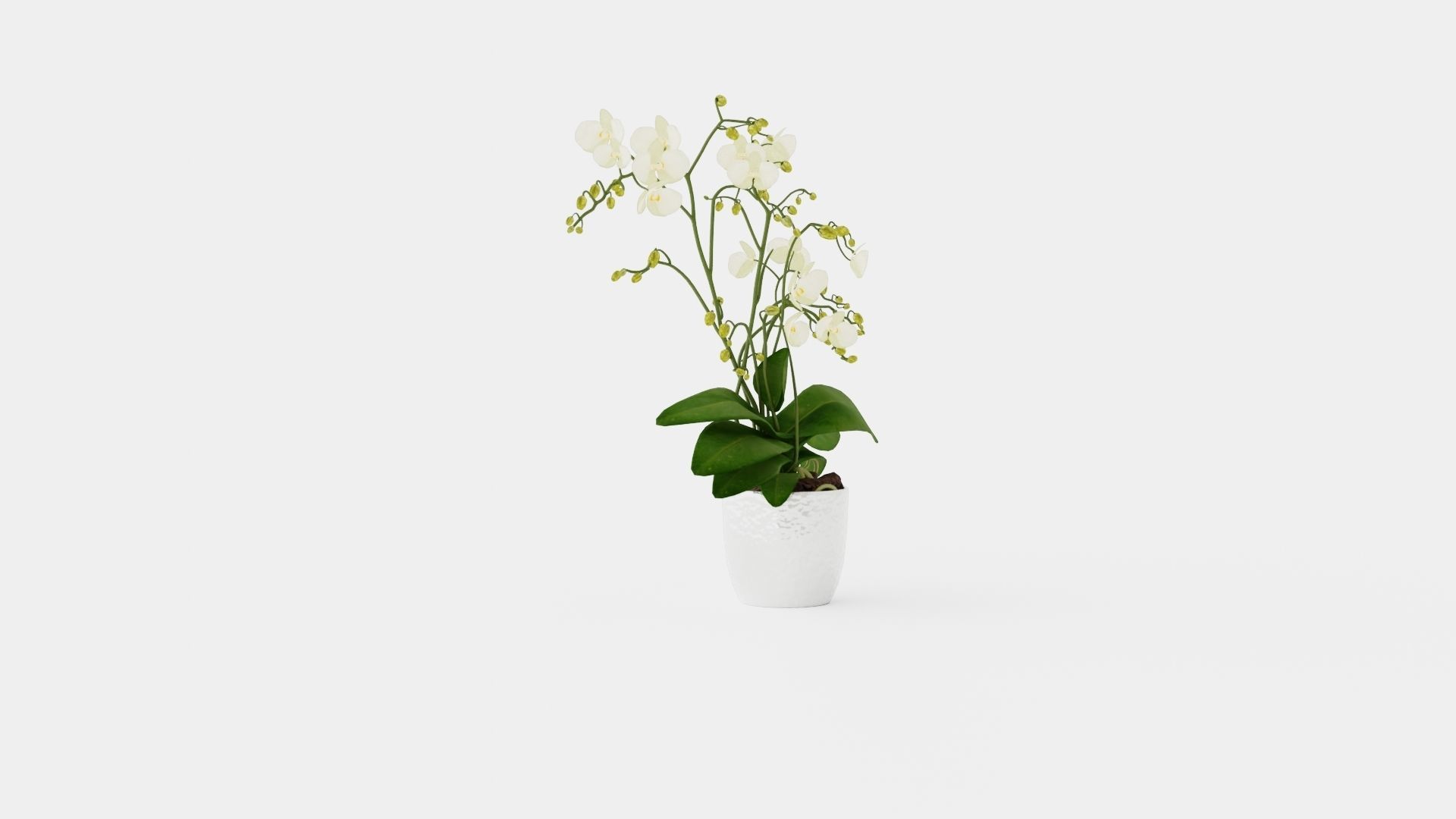 Phalaenopsis hybrid Wild White Low-poly 3D model_1