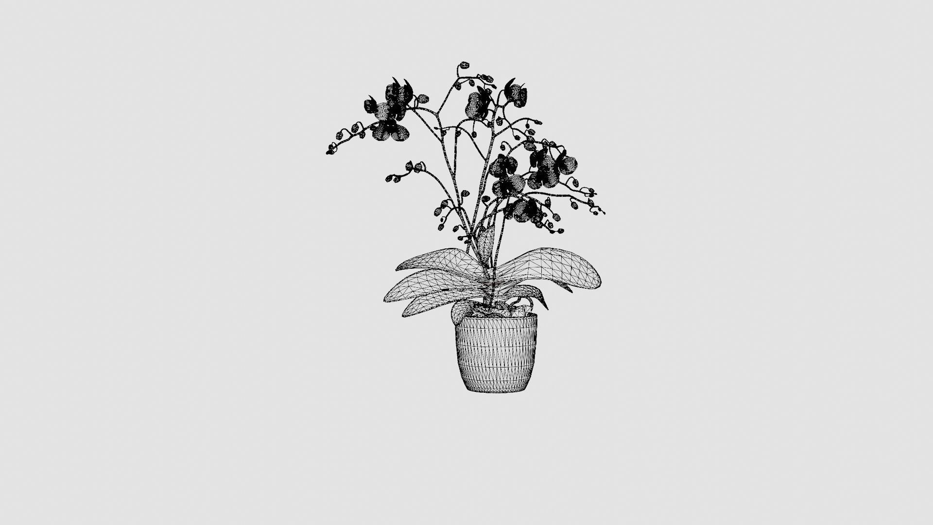 Phalaenopsis hybrid Wild White Low-poly 3D model_6