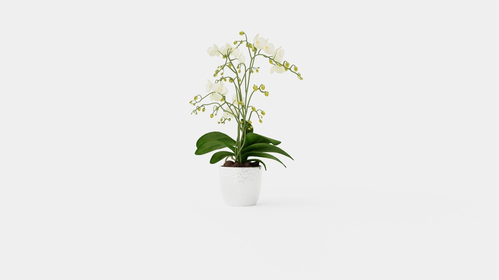 Phalaenopsis hybrid Wild White Low-poly 3D model_3