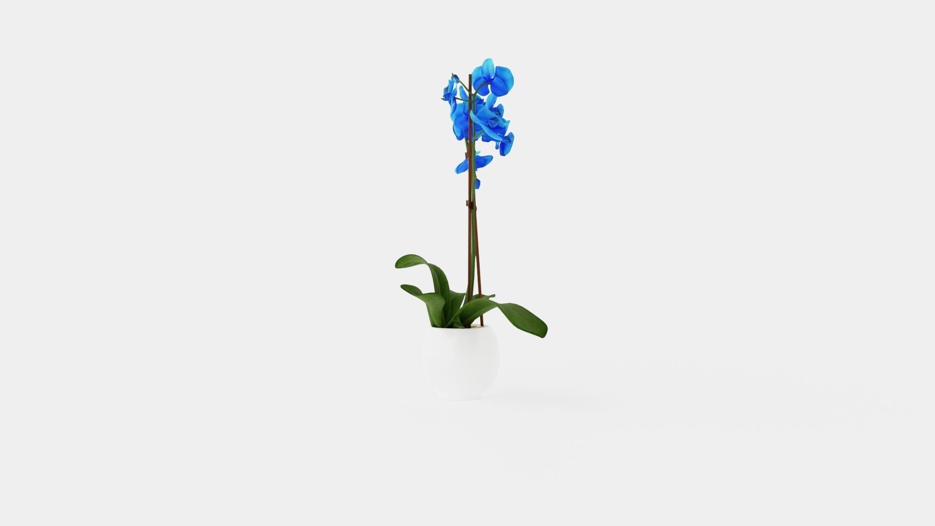 Phalaenopsis hybrid Royal Blue Low-poly 3D model_2