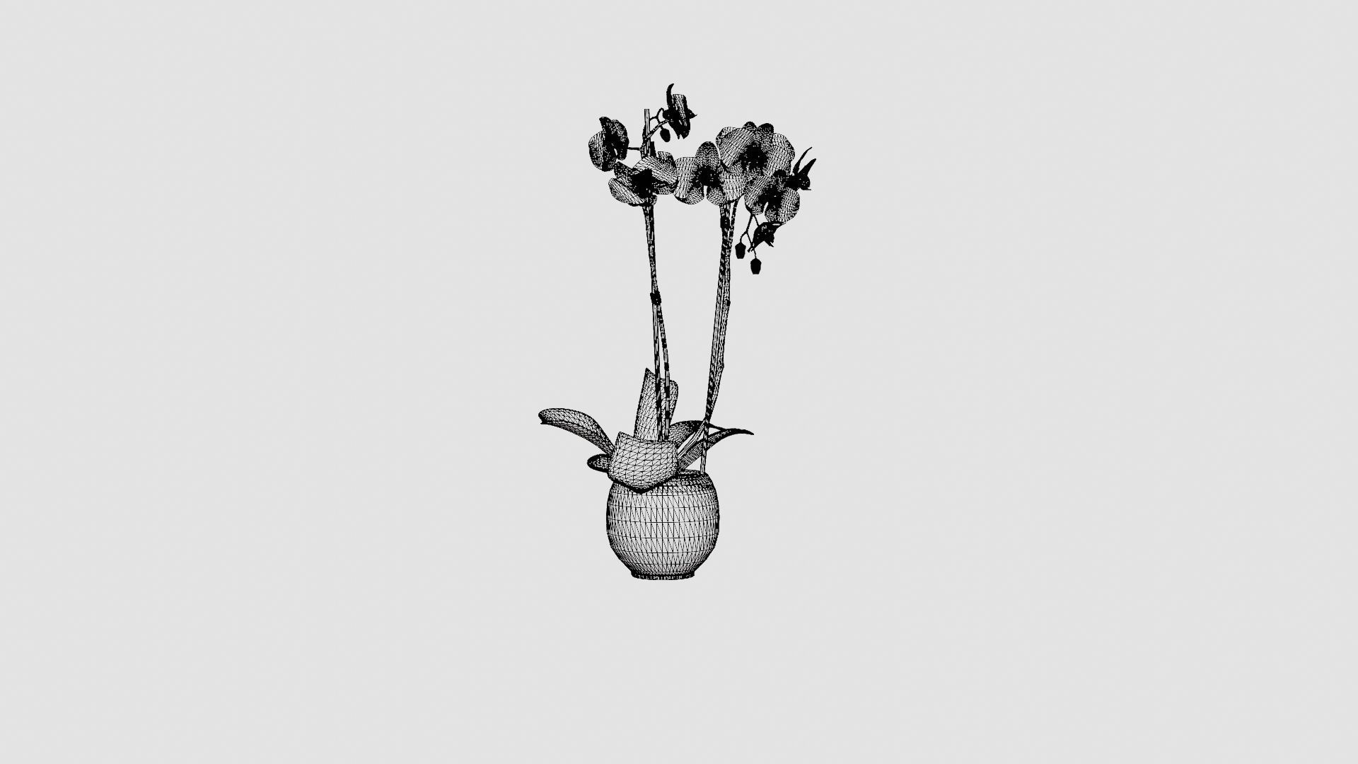 Phalaenopsis hybrid Royal Blue Low-poly 3D model_7