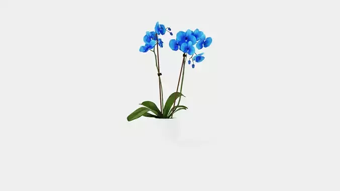 Phalaenopsis hybrid Royal Blue Low-poly 3D model