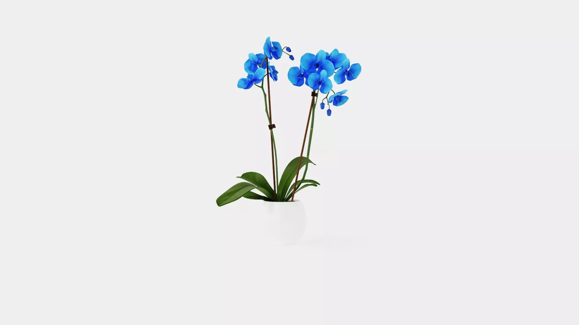 Phalaenopsis hybrid Royal Blue Low-poly 3D model_0