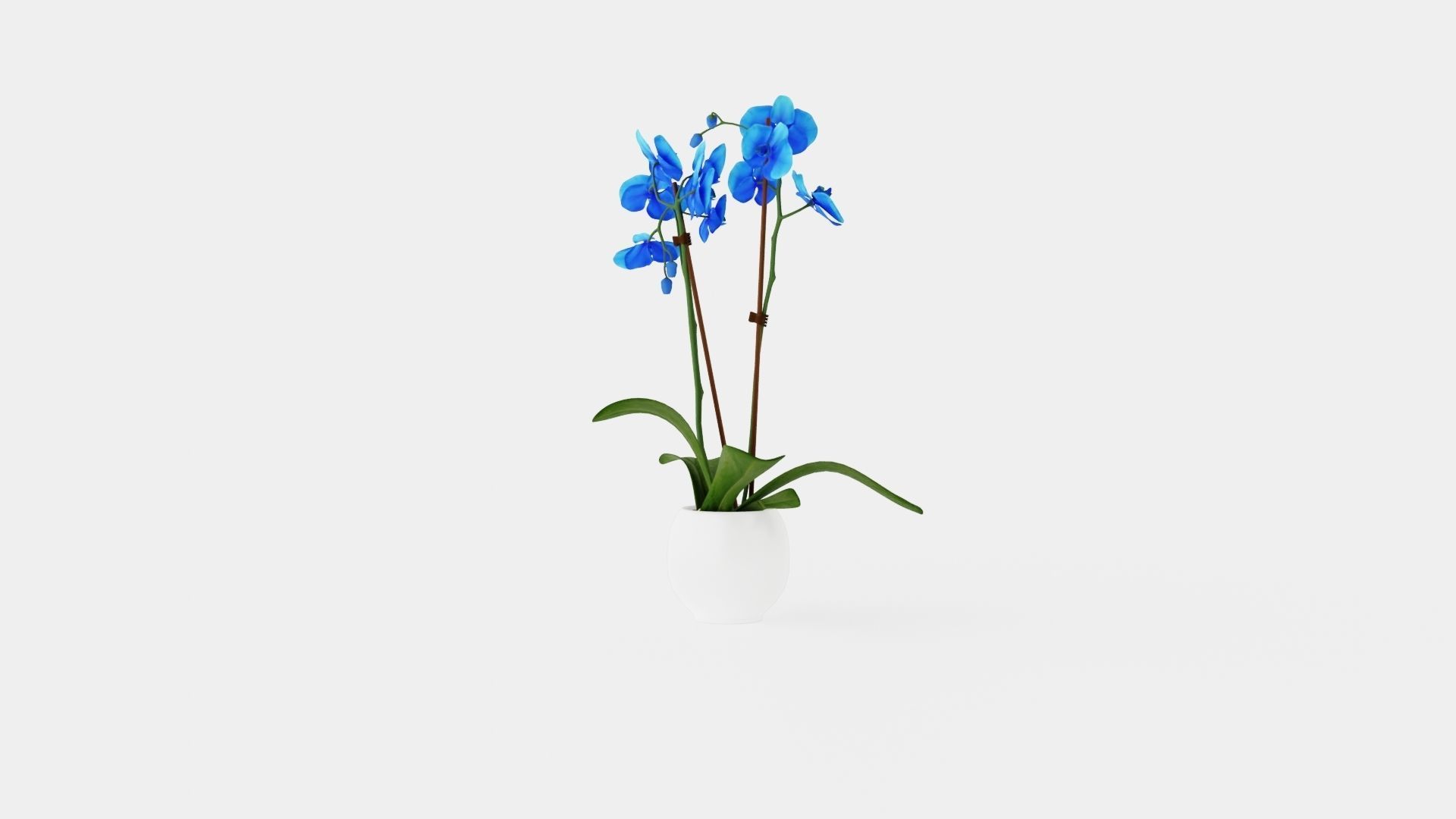 Phalaenopsis hybrid Royal Blue Low-poly 3D model_3