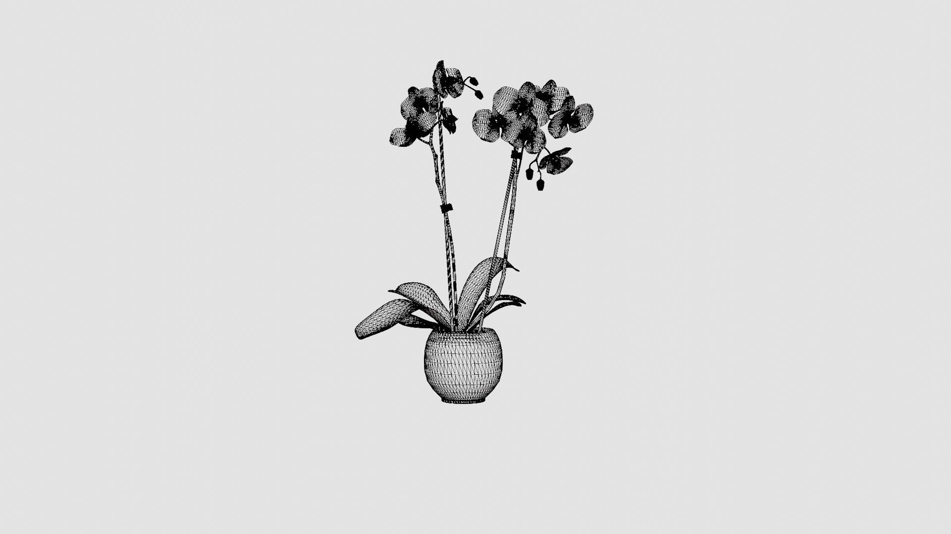 Phalaenopsis hybrid Royal Blue Low-poly 3D model_6