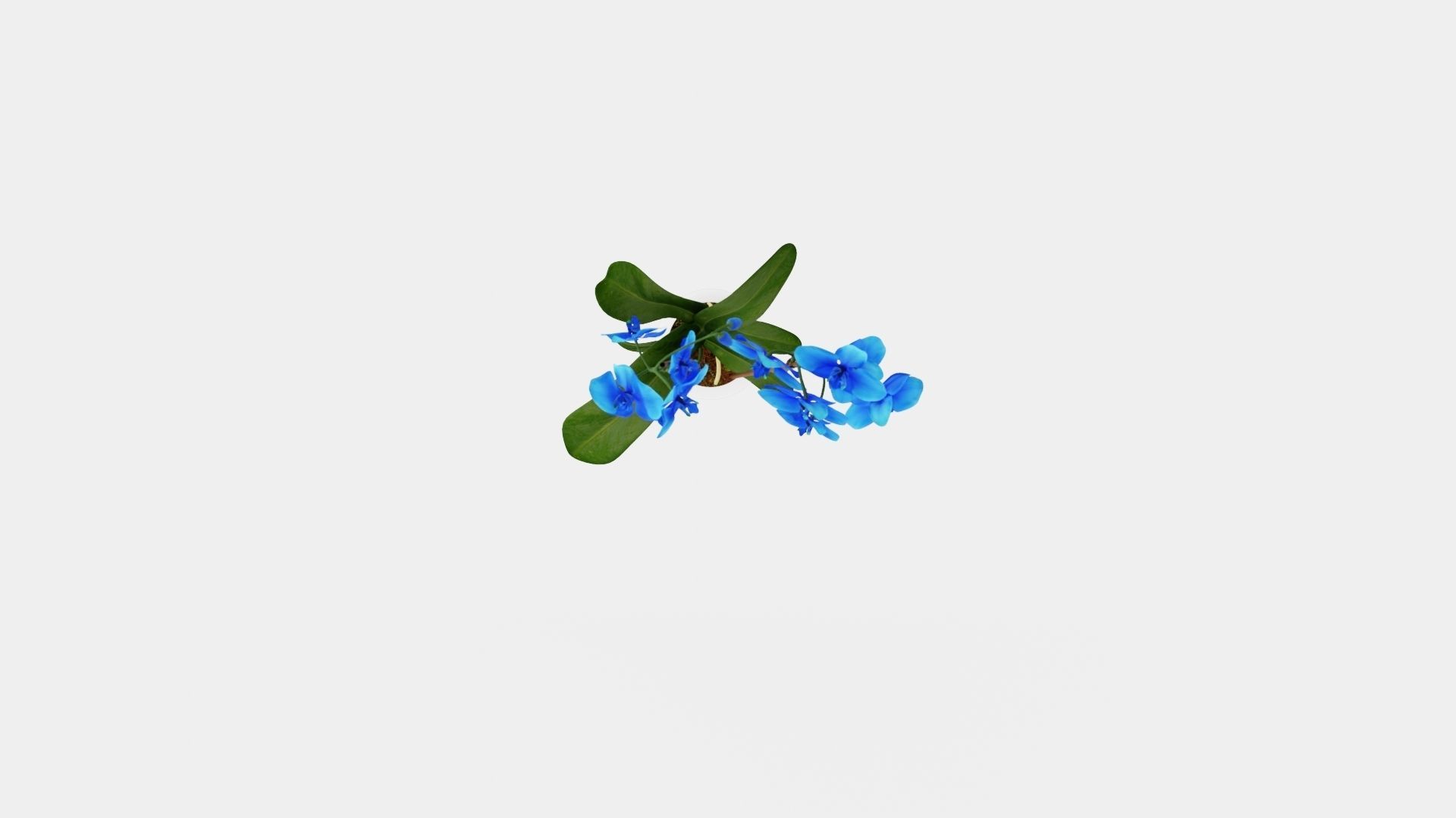 Phalaenopsis hybrid Royal Blue Low-poly 3D model_5
