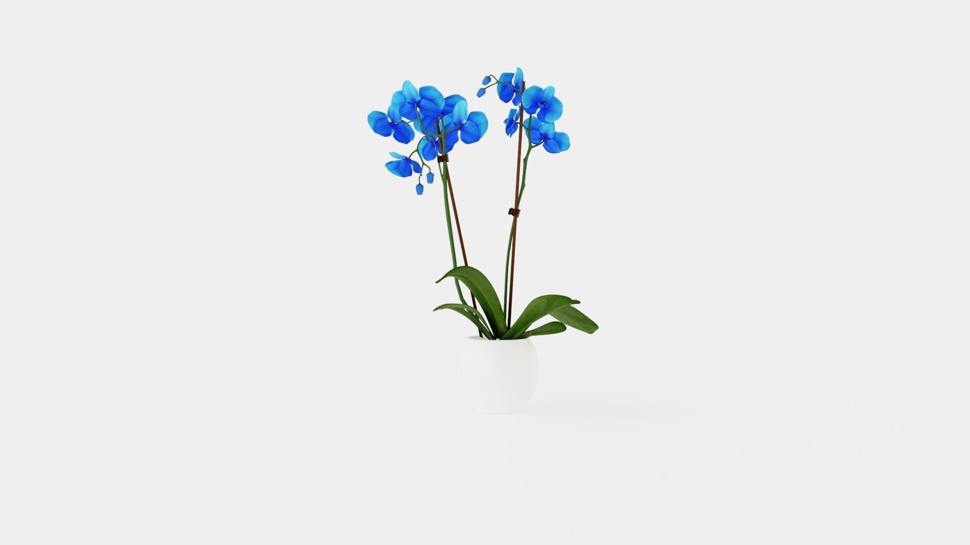 Phalaenopsis hybrid Royal Blue Low-poly 3D model_4