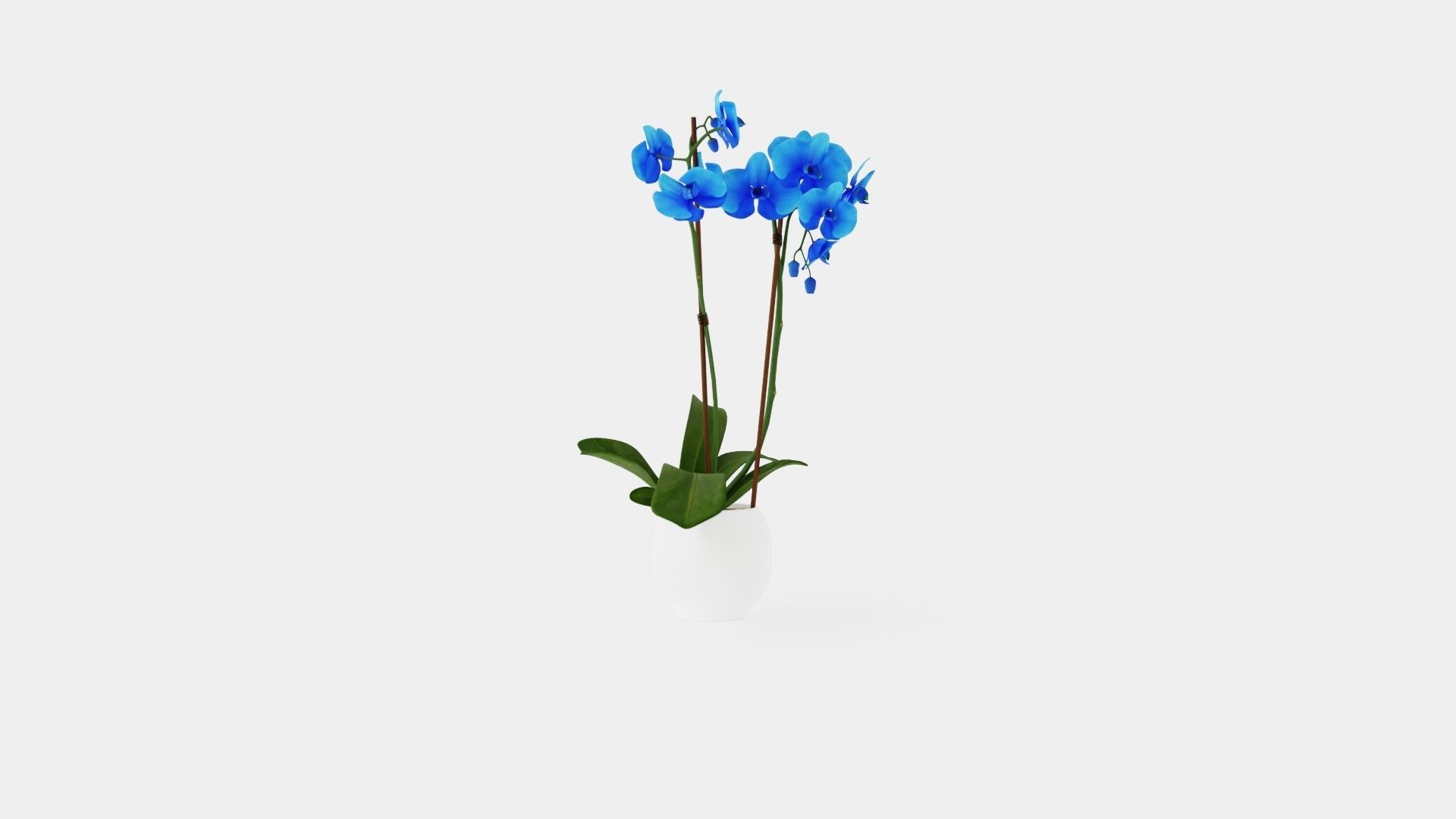 Phalaenopsis hybrid Royal Blue Low-poly 3D model_1