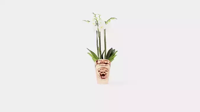 Phalaenopsis hybrid Duetto 4 branch Low-poly 3D model