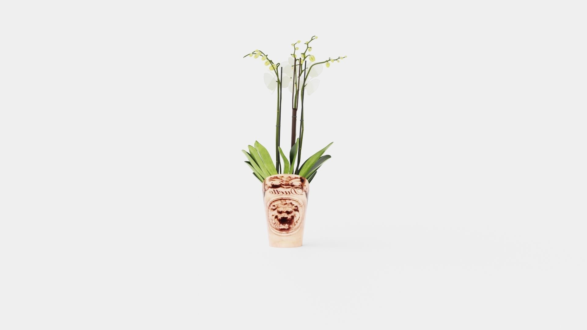 Phalaenopsis hybrid Duetto 4 branch Low-poly 3D model_4