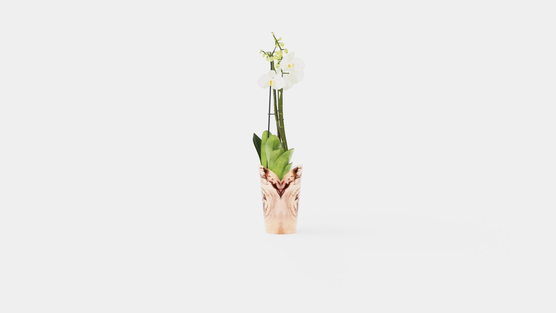 Phalaenopsis hybrid Duetto 4 branch Low-poly 3D model_2